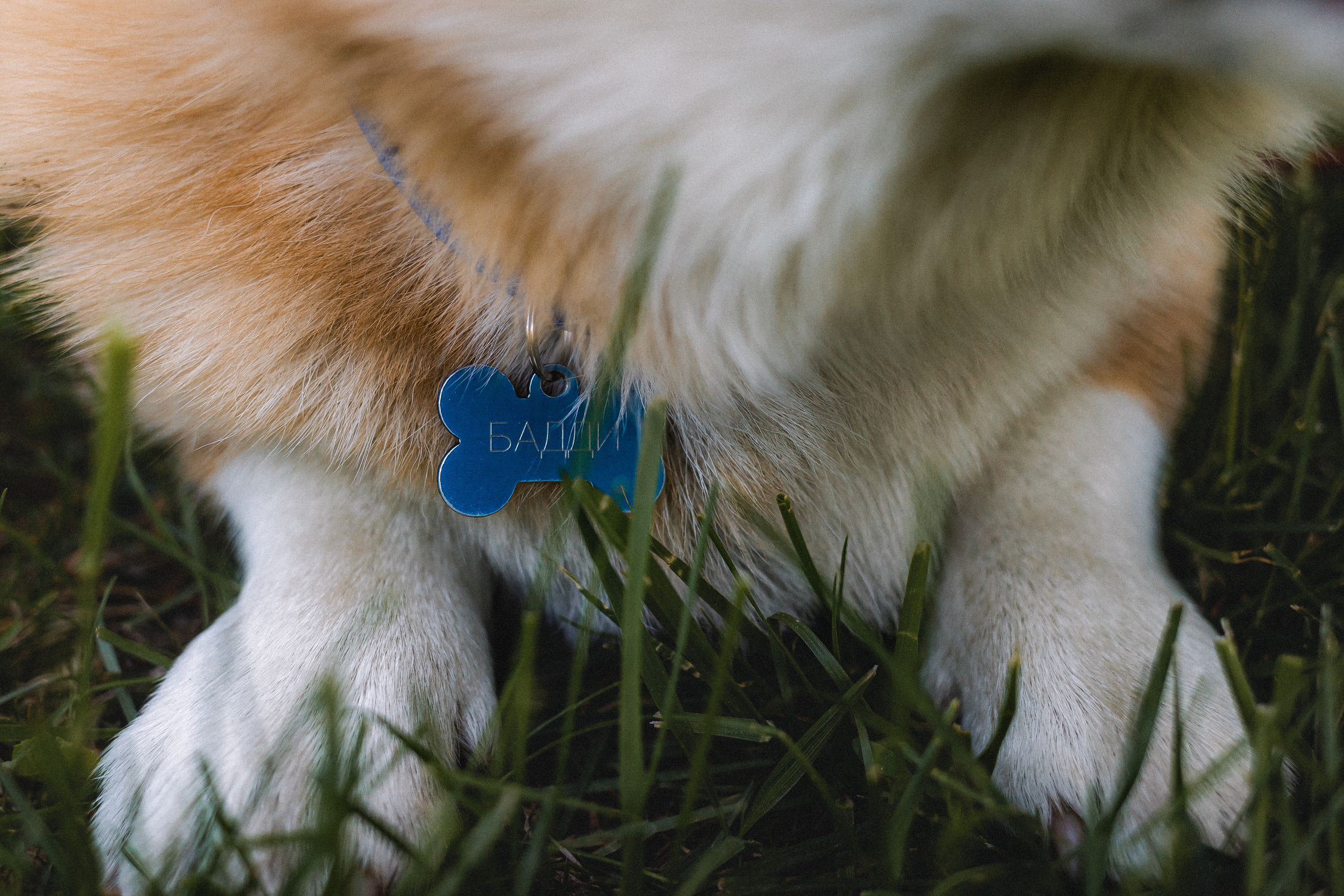 Вика, Глеб и Бадди