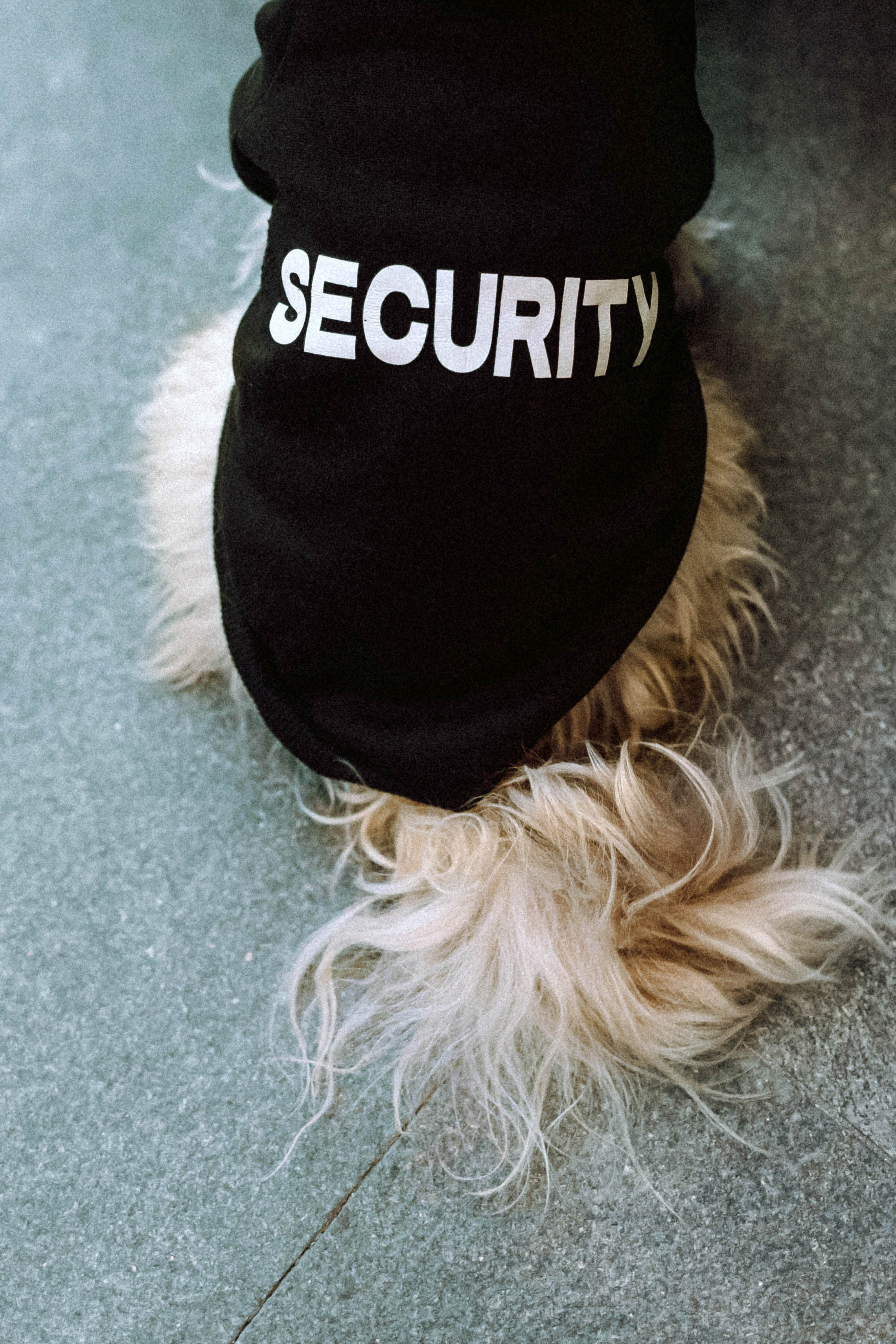 Настя и Симба