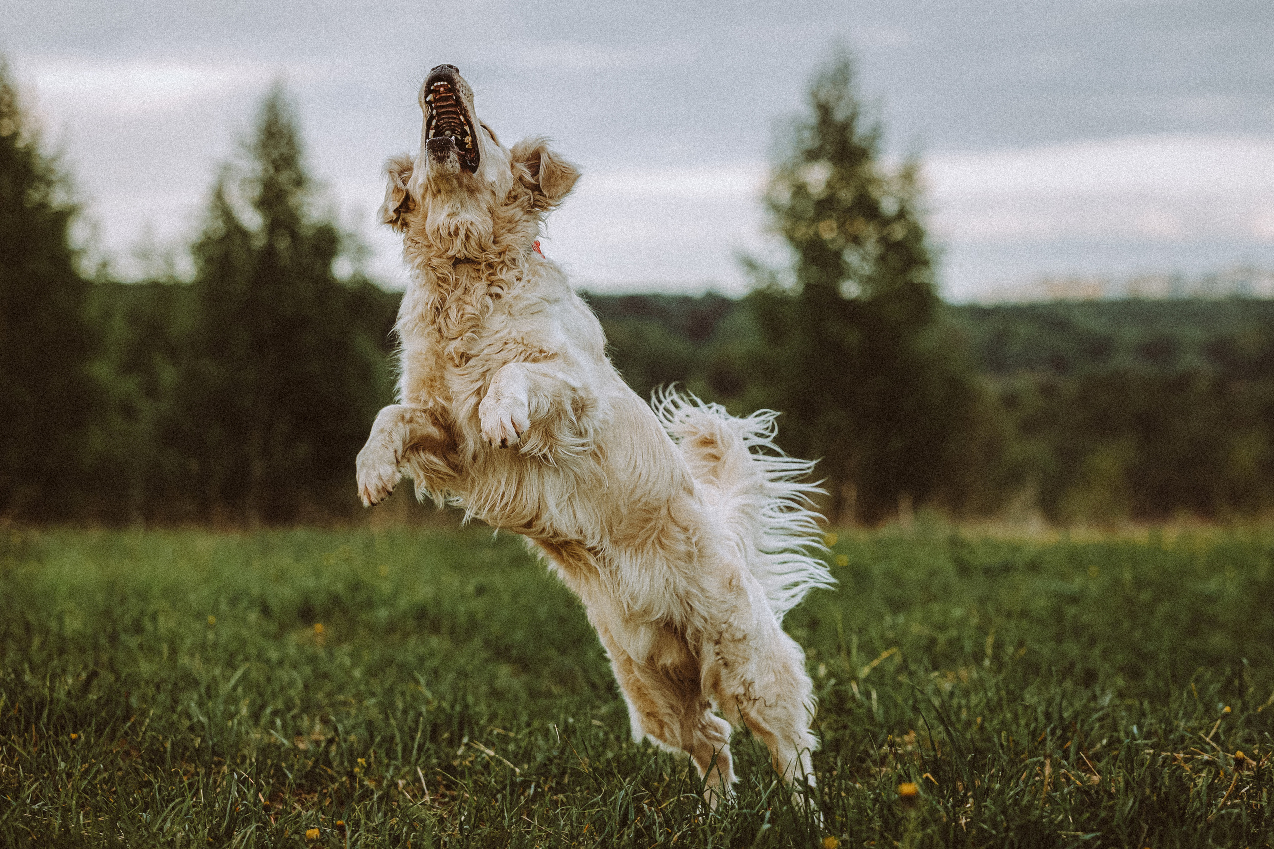 Джаз, Остин и их семья