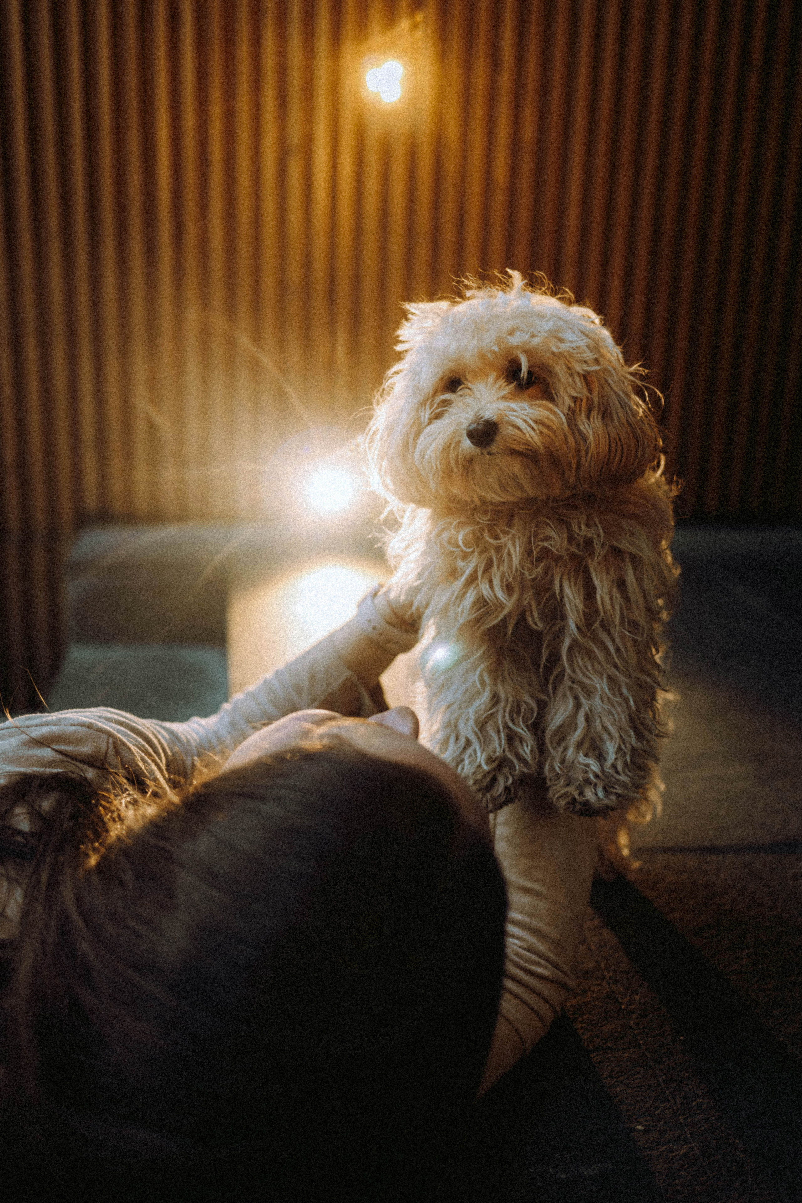 Настя и Симба