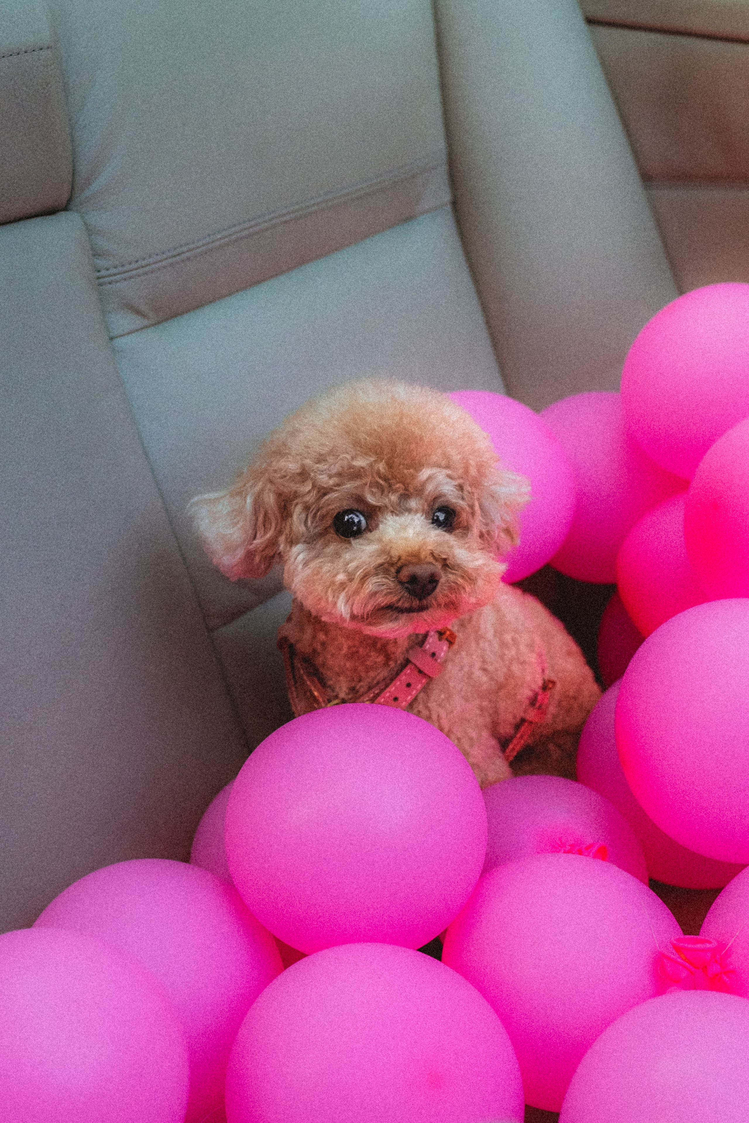 Даша и Глаша