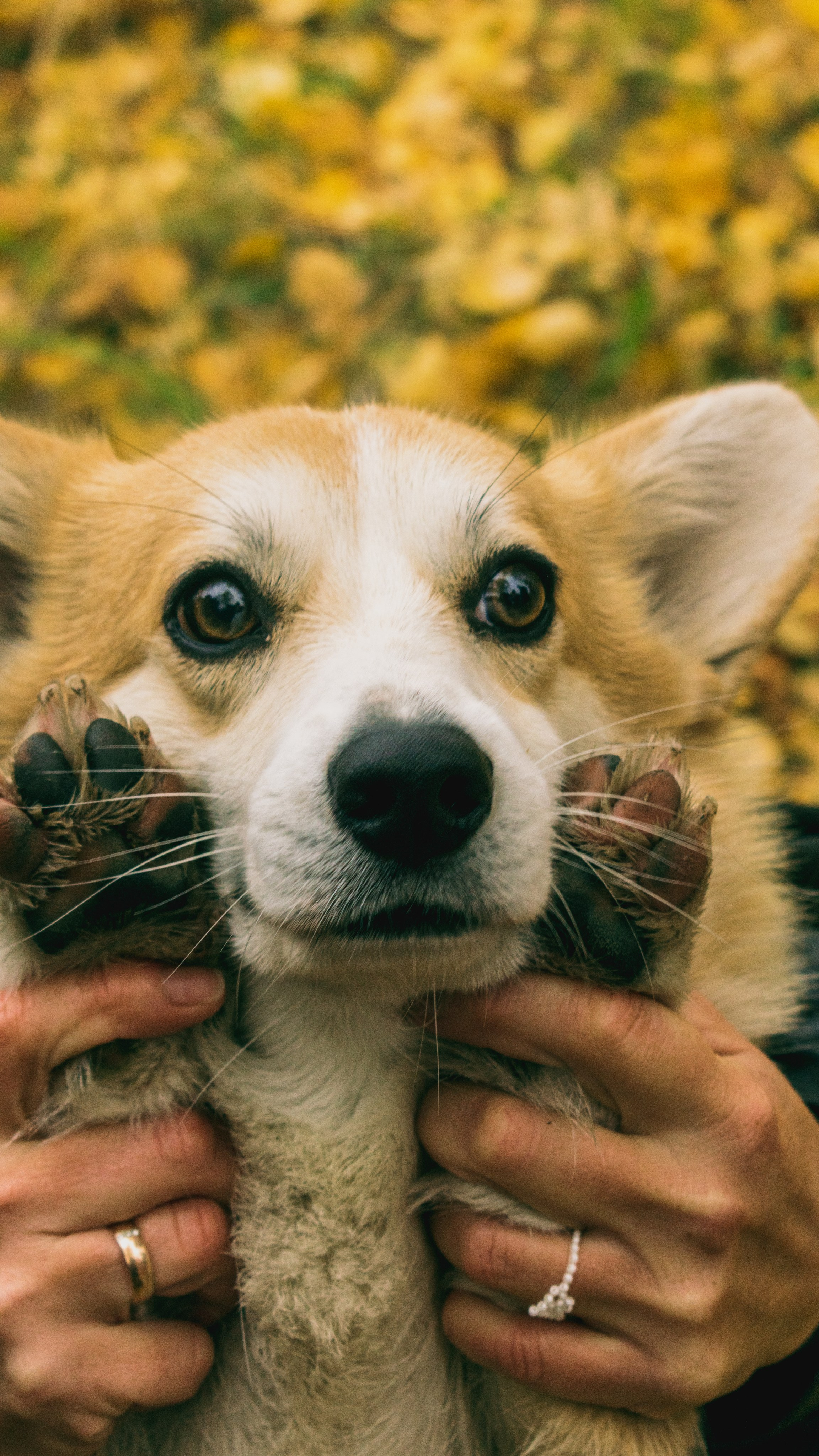 Дама с собачкой. Фотограф в Набережных Челнах Мари Сенчик