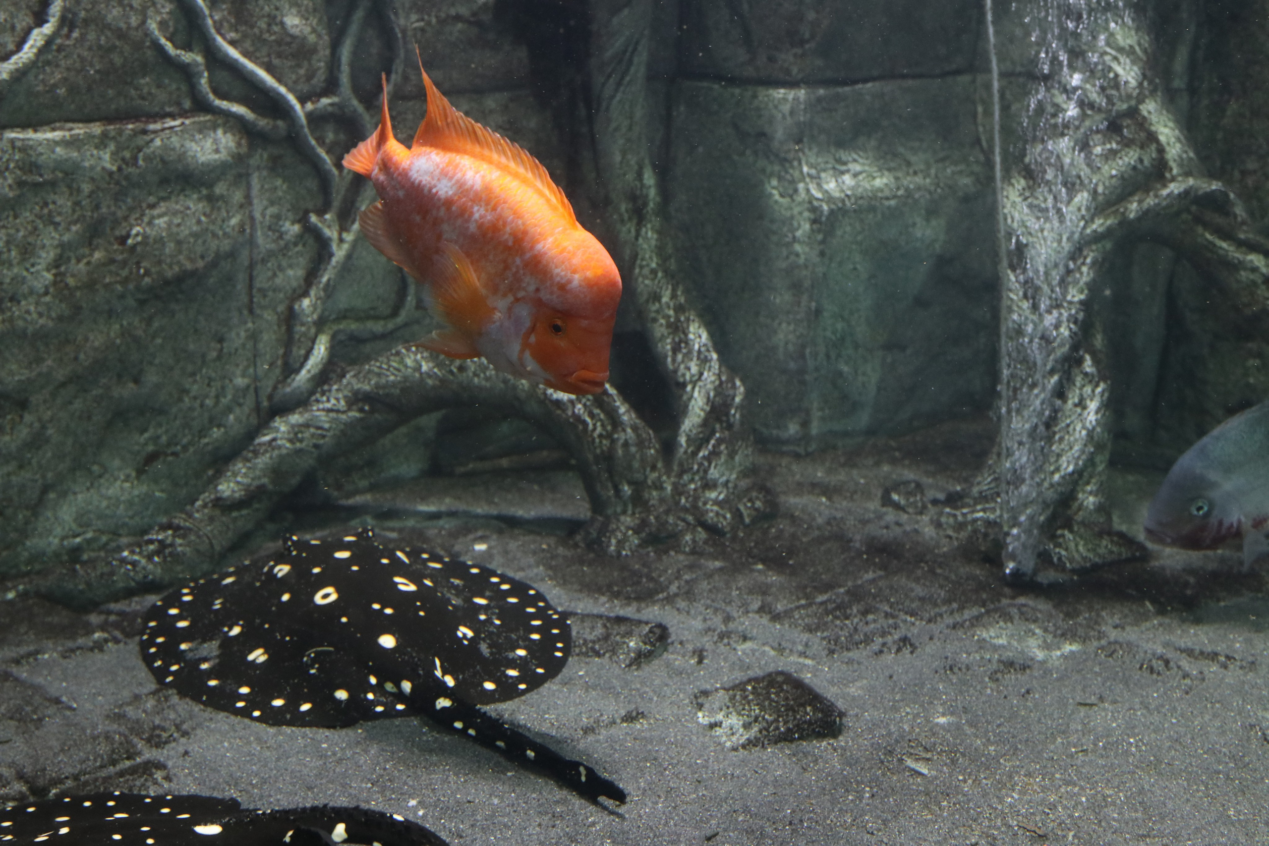 Крым. ЮБК (Севастополь, Кастрополь, Ялта). Май 2023. Путешественник-фотограф из Санкт-Петербурга Татьяна Свистулина