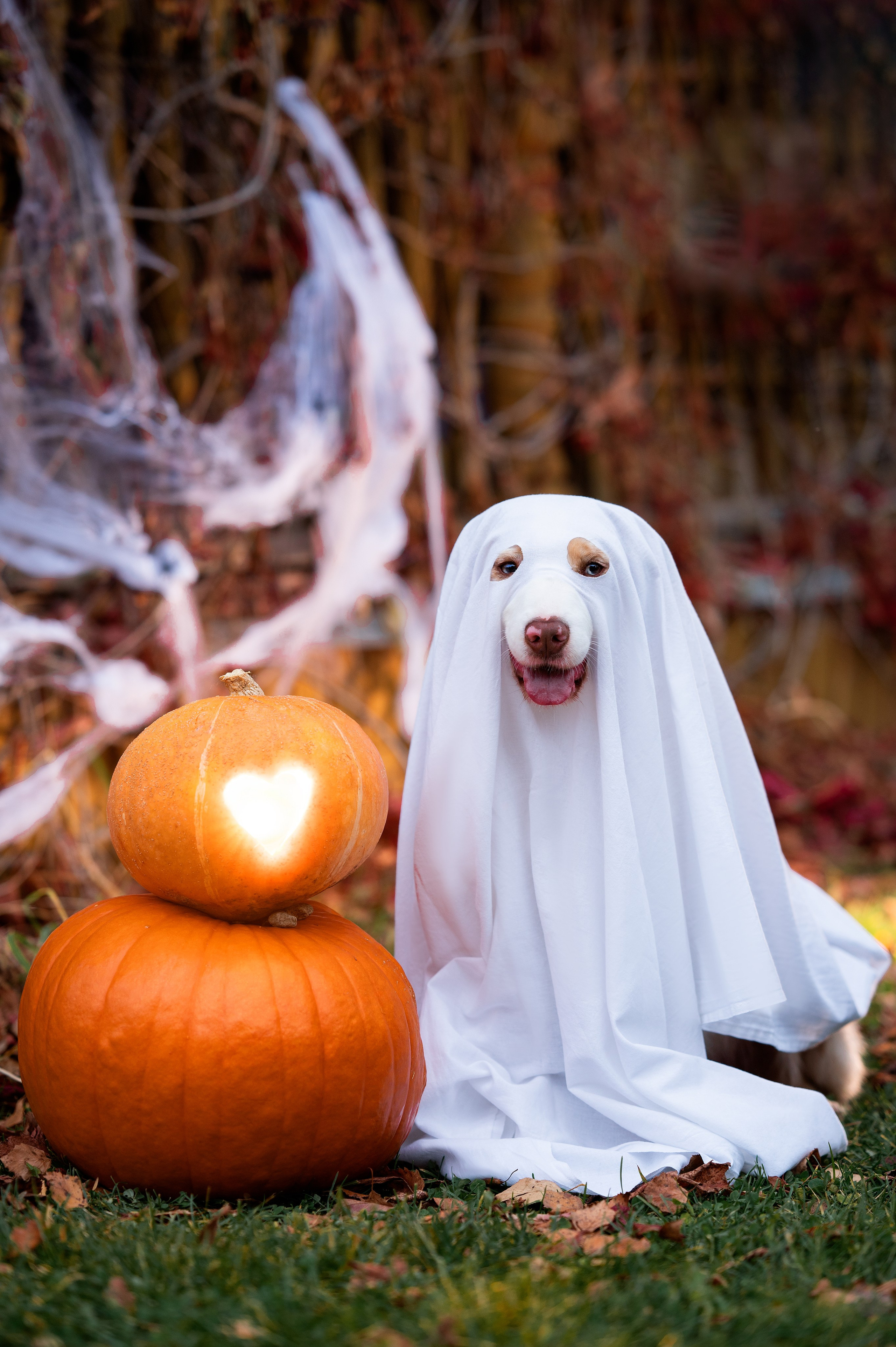 Halloween. Творческий фотограф Вологда