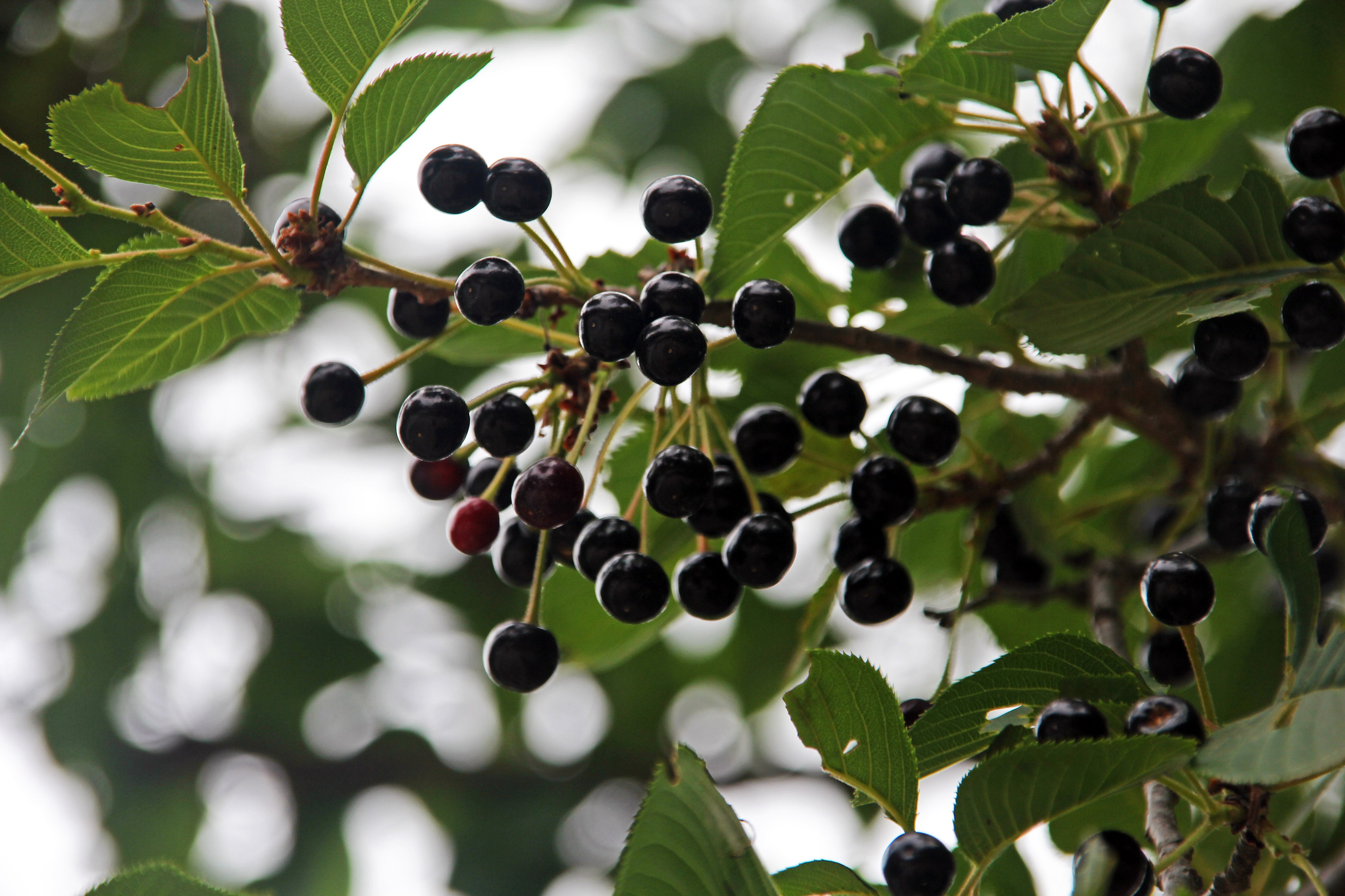 Южная Корея — Сеул. Фотограф Алексей Федорищев