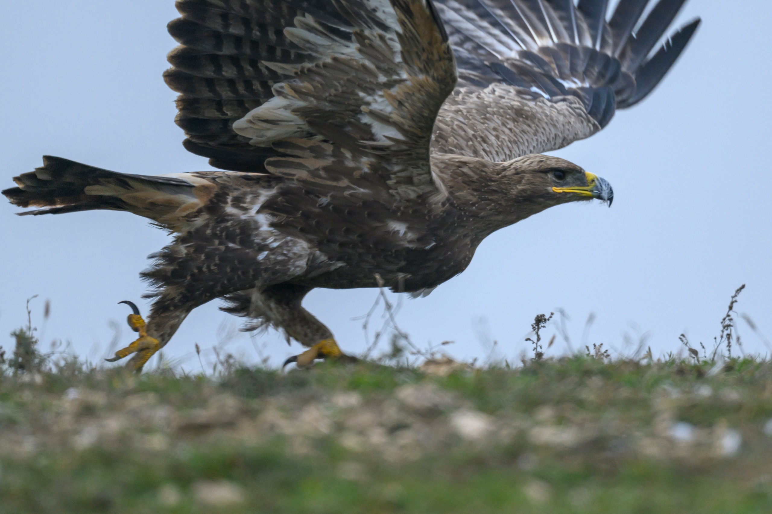 Дагестан. Ноябрь 2025. Фотограф Сергей Пупонин