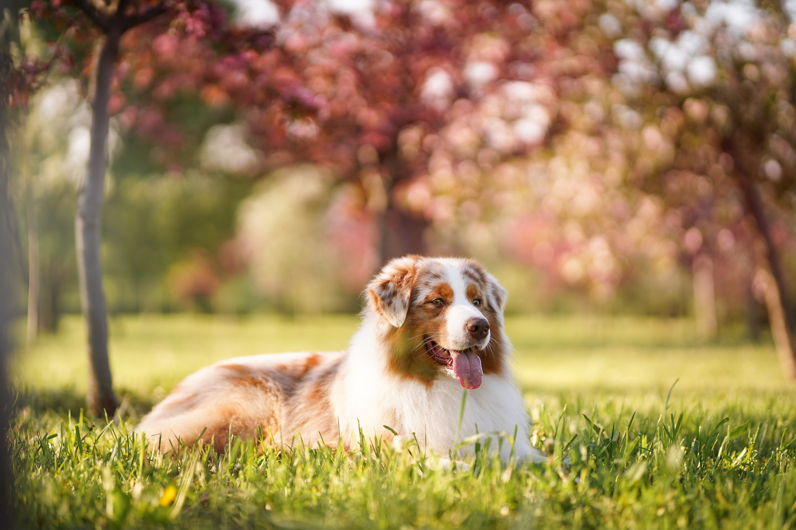 Аусси в Яблоневом саду. Фотограф-анималист в Санкт-Петербурге Яна Мартынова