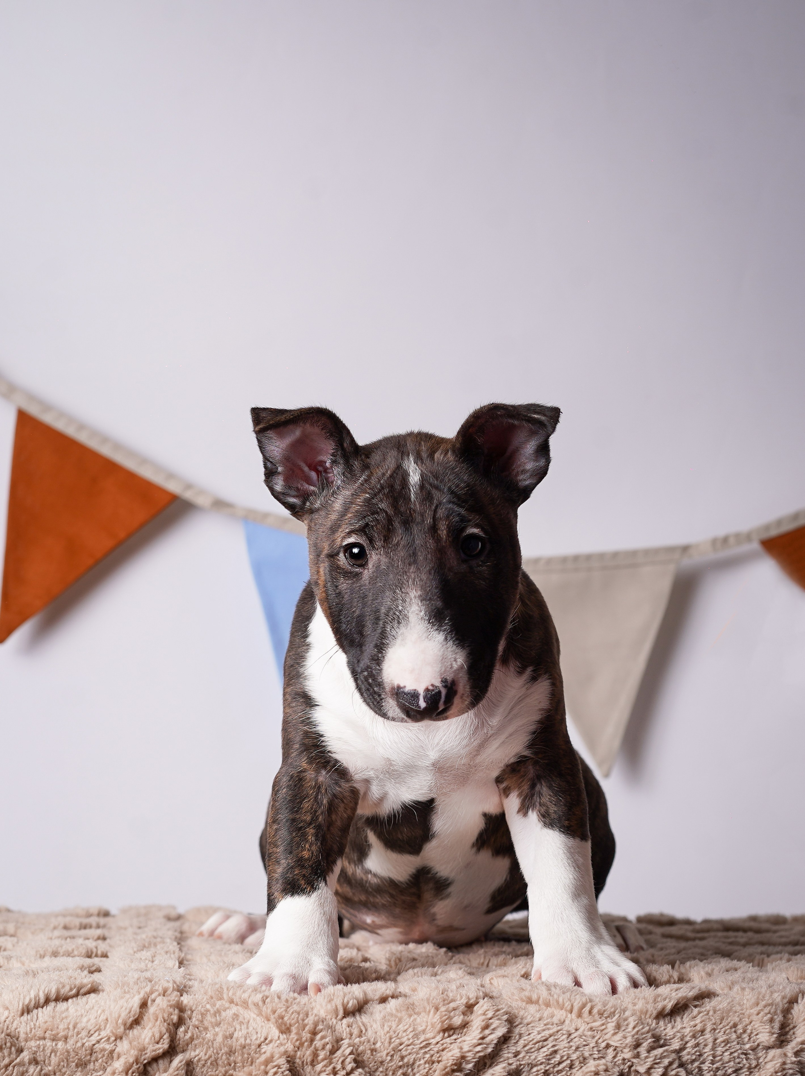 Щенки минибультерьера. Фотограф-анималист в Санкт-Петербурге Яна Мартынова