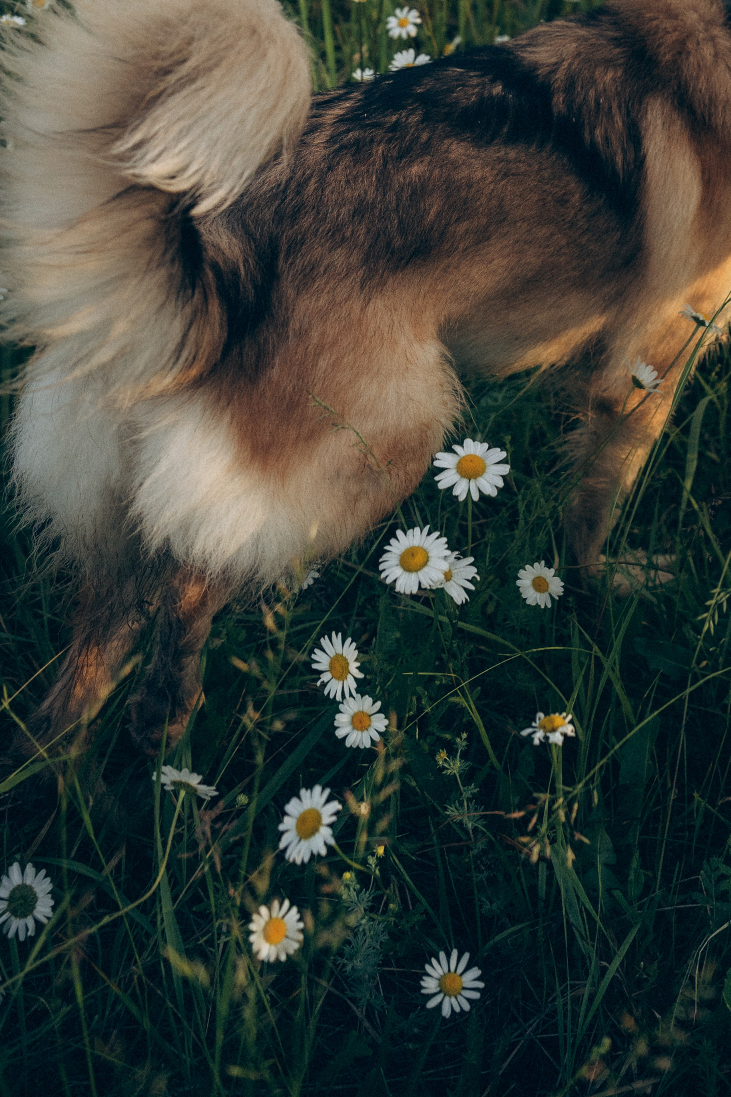 Соня и Кора. Фотограф анималист в Москве и Санкт-Петербурге Свиридова Анна