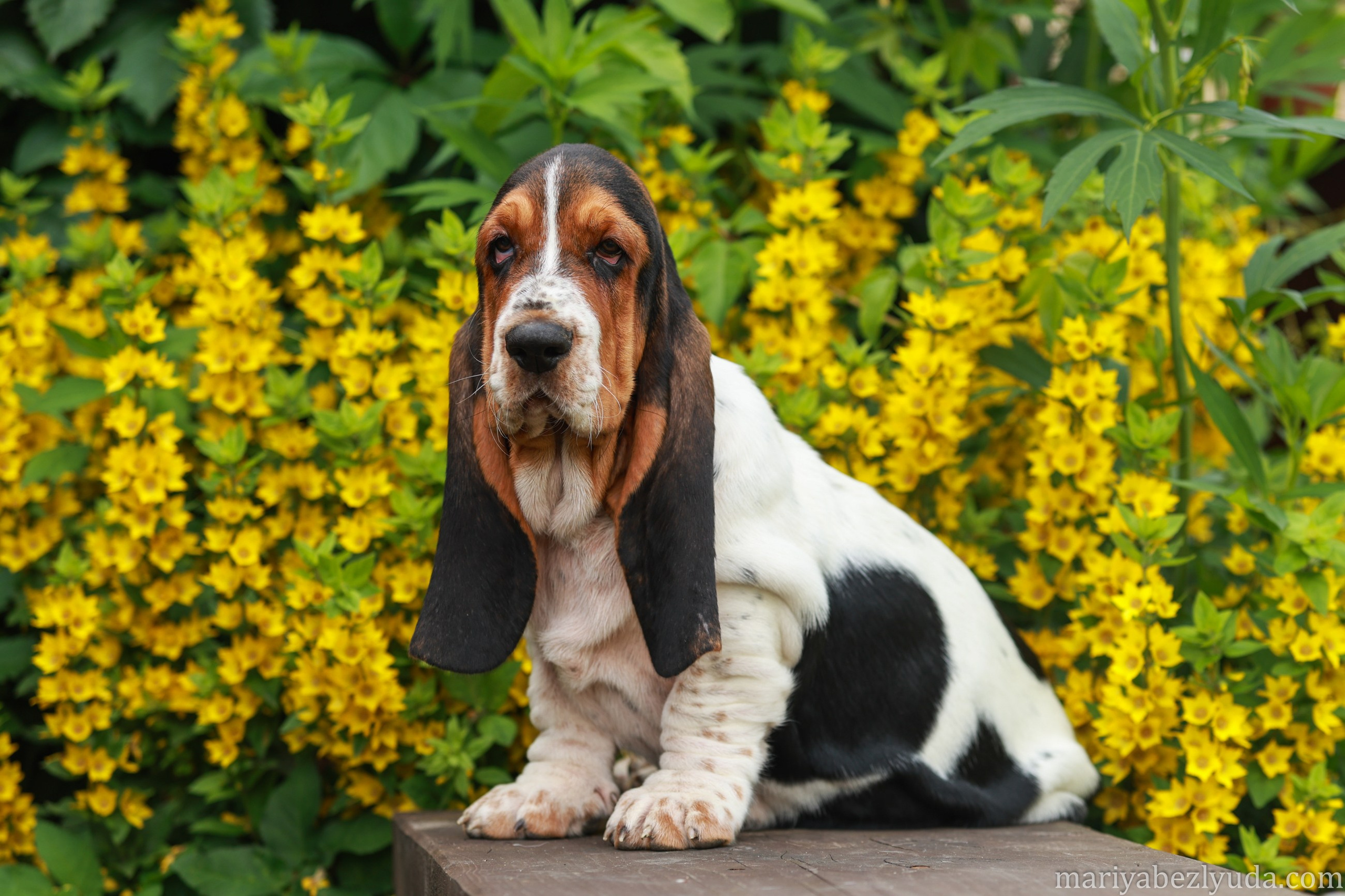 Щенки. Семейный и детский фотограф в Москве Мария Быкова