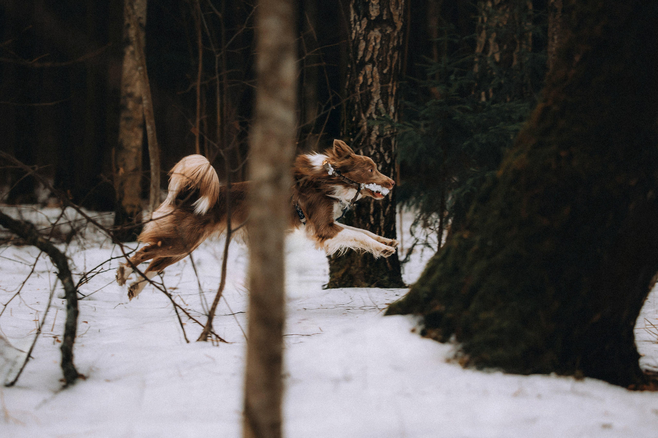 Полина, Милли и Паддингтон