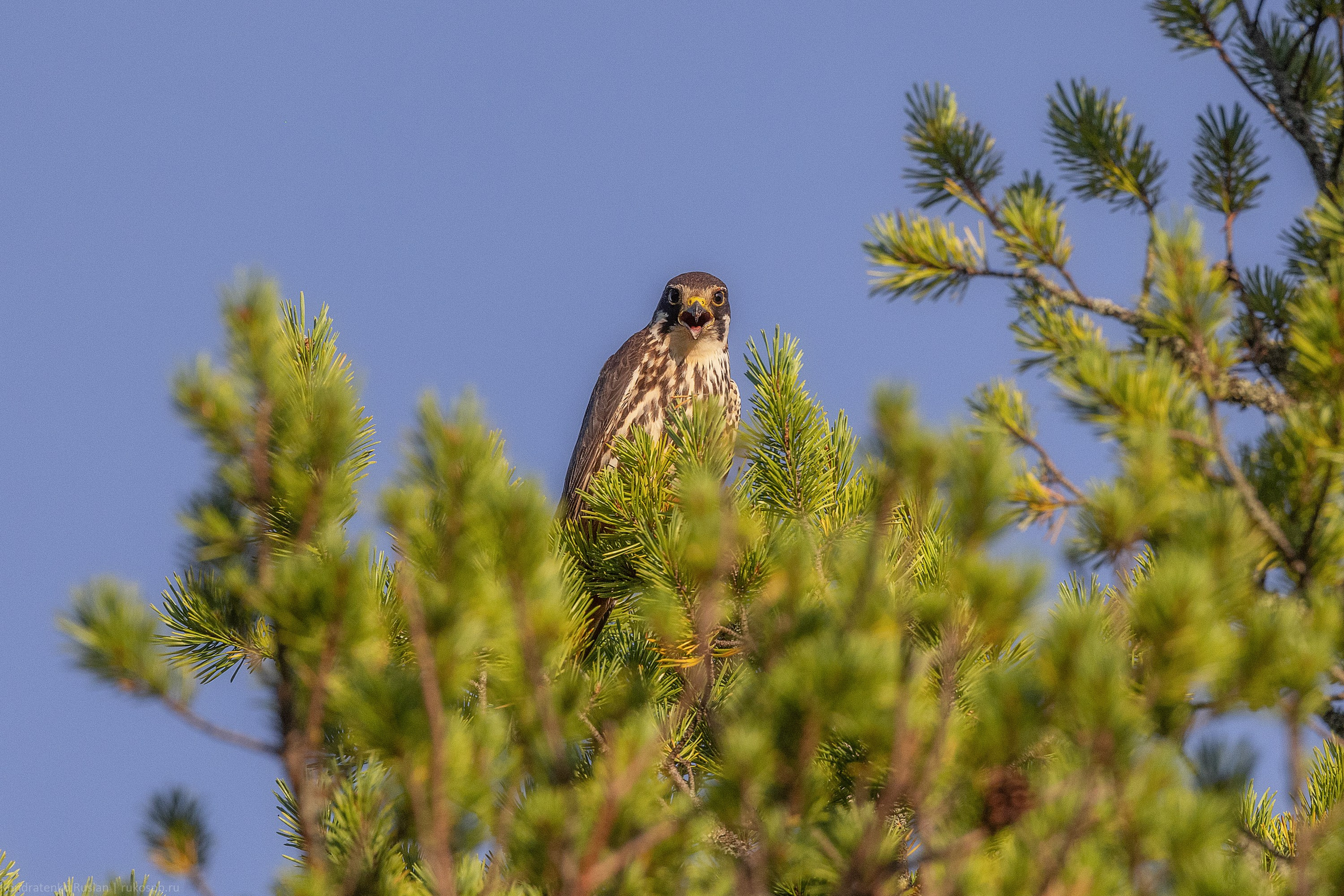 Чеглок. Архитектурный и пейзажный фотограф Кондратенко Руслан, Санкт-Петербург