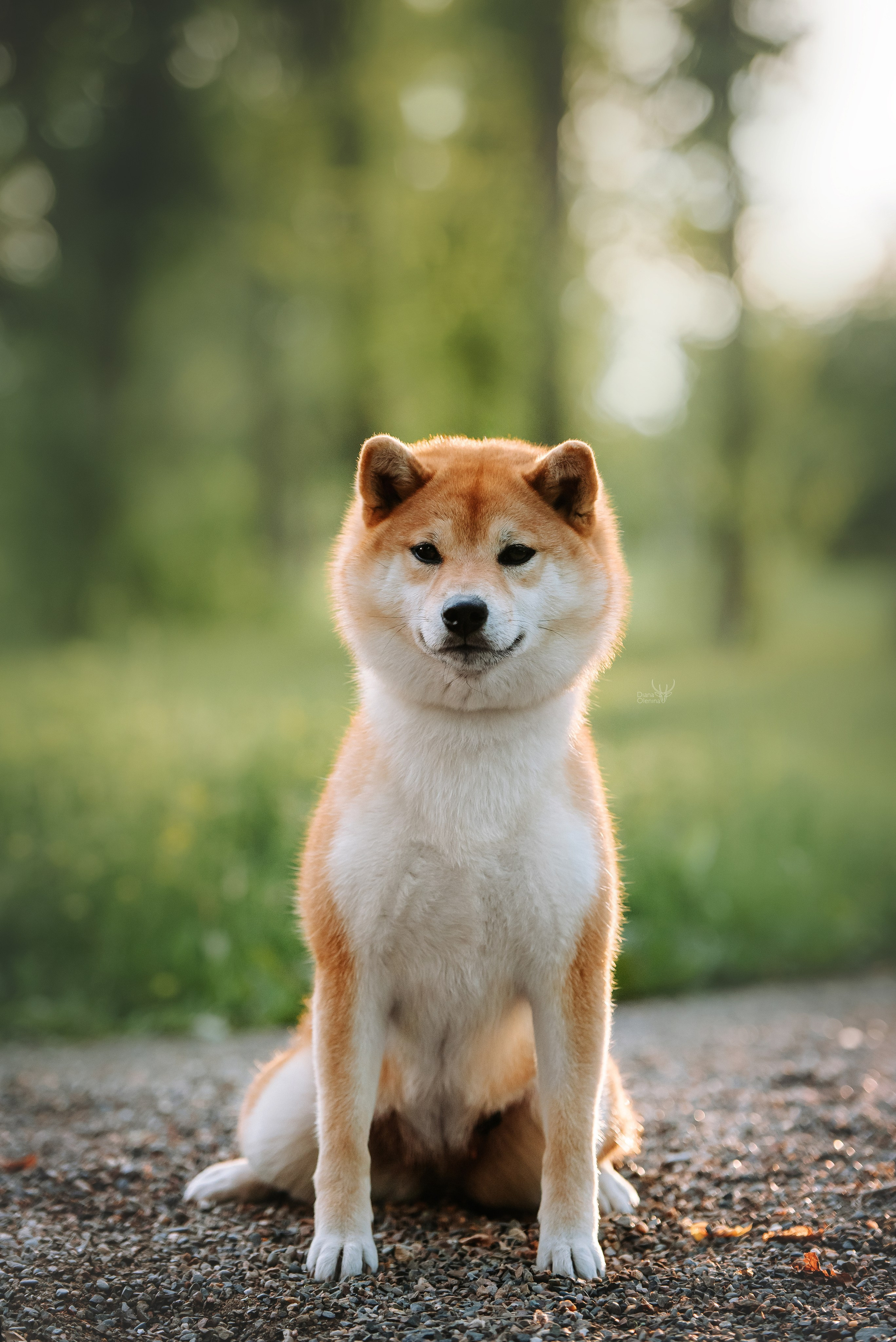 Собаки уличные. Фотограф Диана Оленина Красноярск / Братск