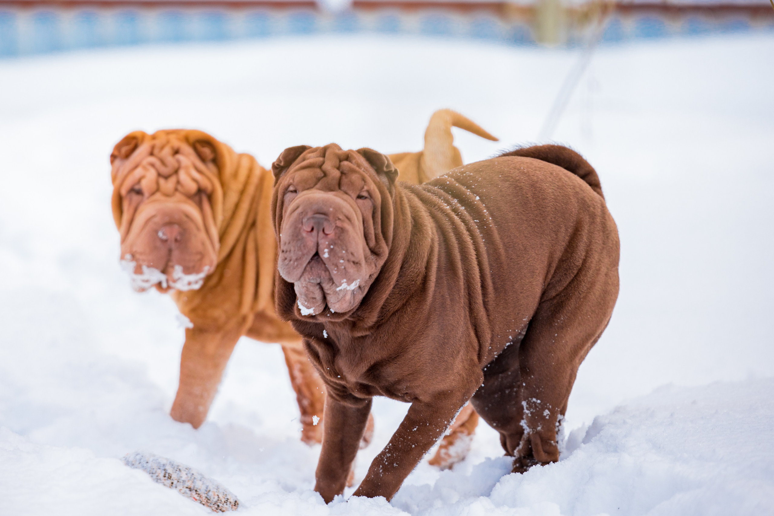 В гостях у шарпеев 16.01.2024. Фотограф-анималист Юлия Германика