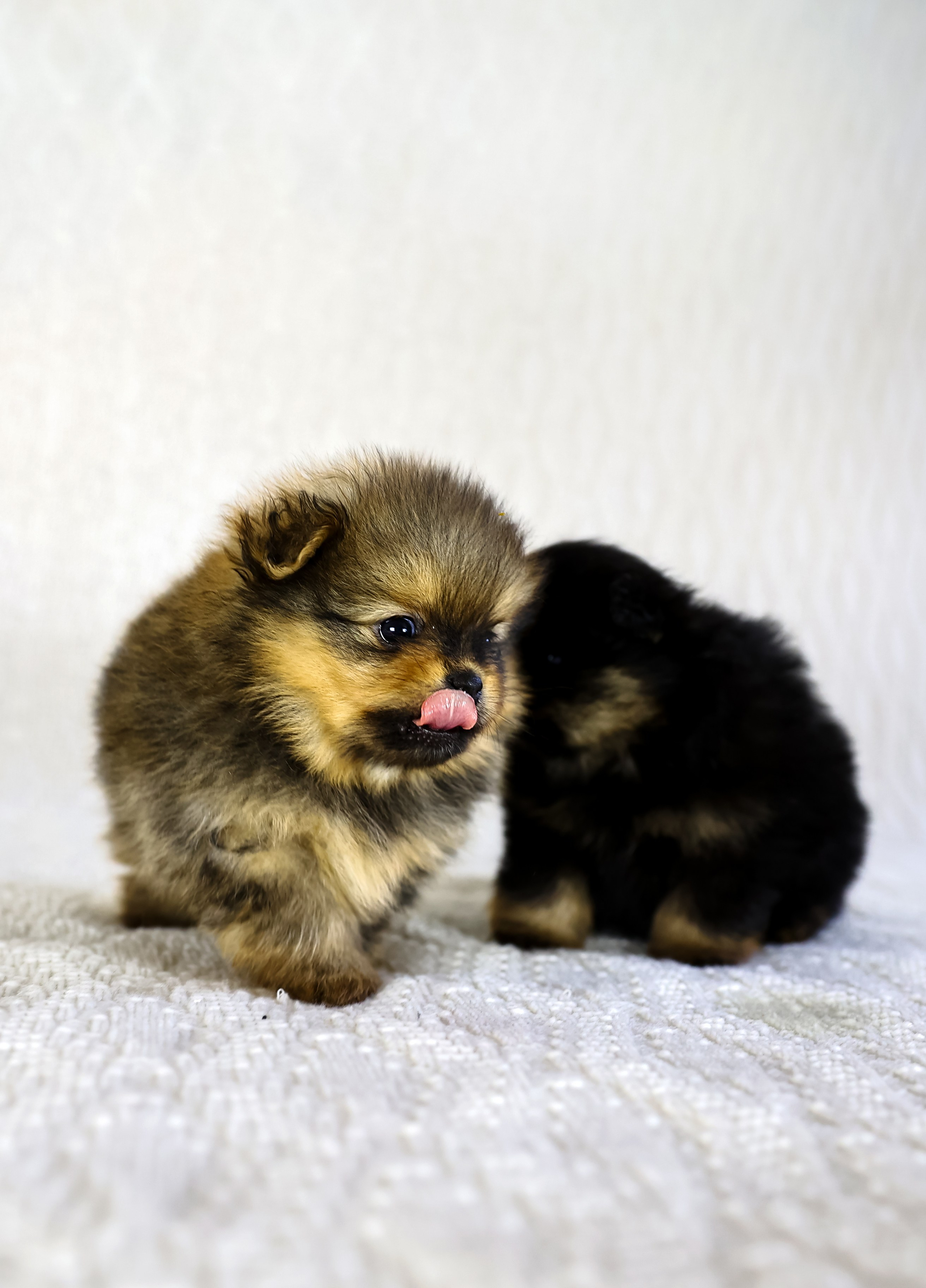 Фотосессия щенков шпицев. Фотограф — Татьяна Кириллова, г. Санкт-Петербург