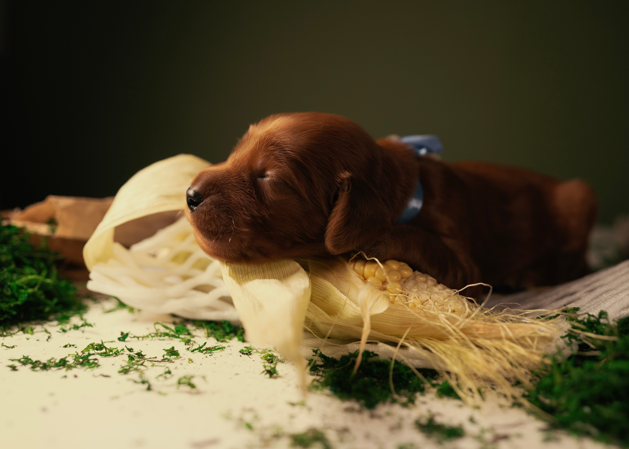 Красные ирландские сеттеры. Фотограф- анималист Александра Матвеева