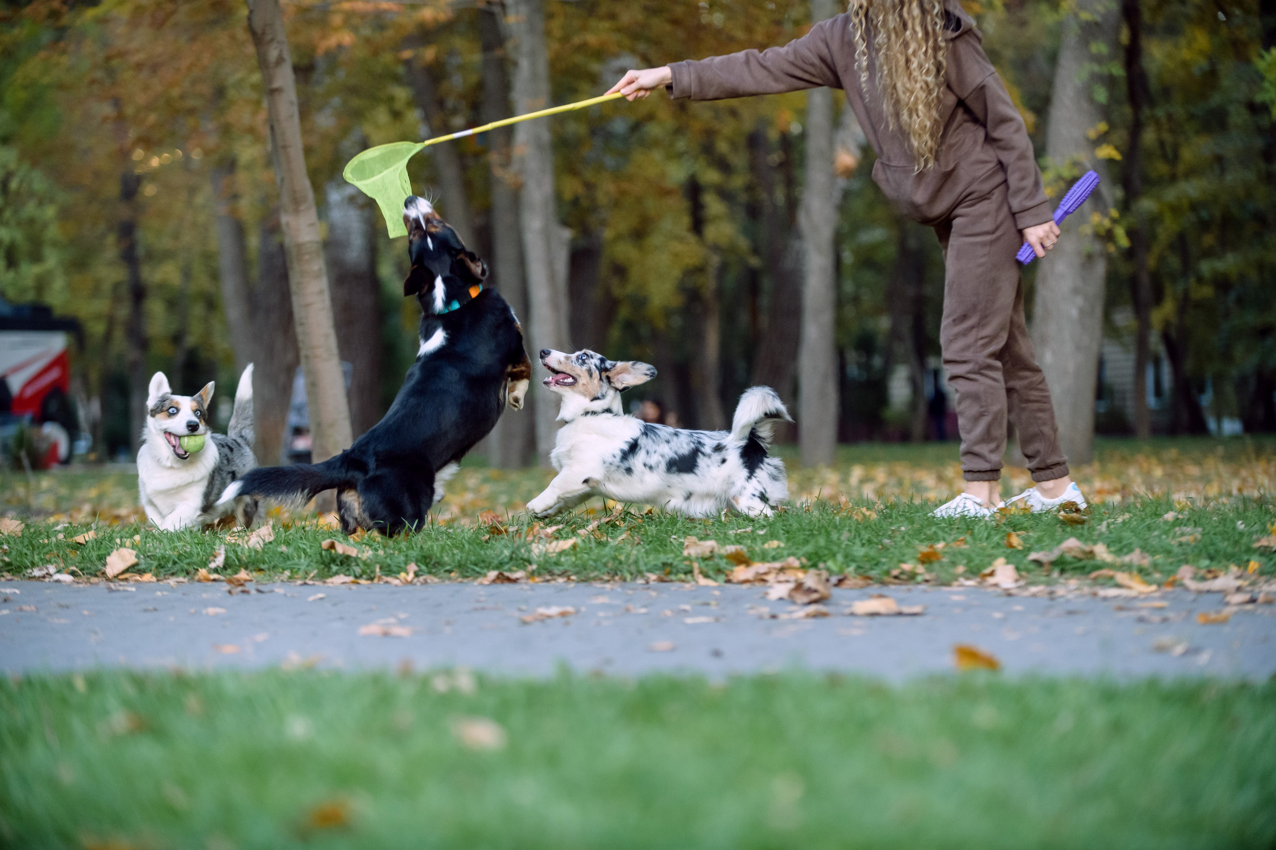 Оля и Ваня с собаками. Фотограф в Ростове-на-Дону Маркер Елена