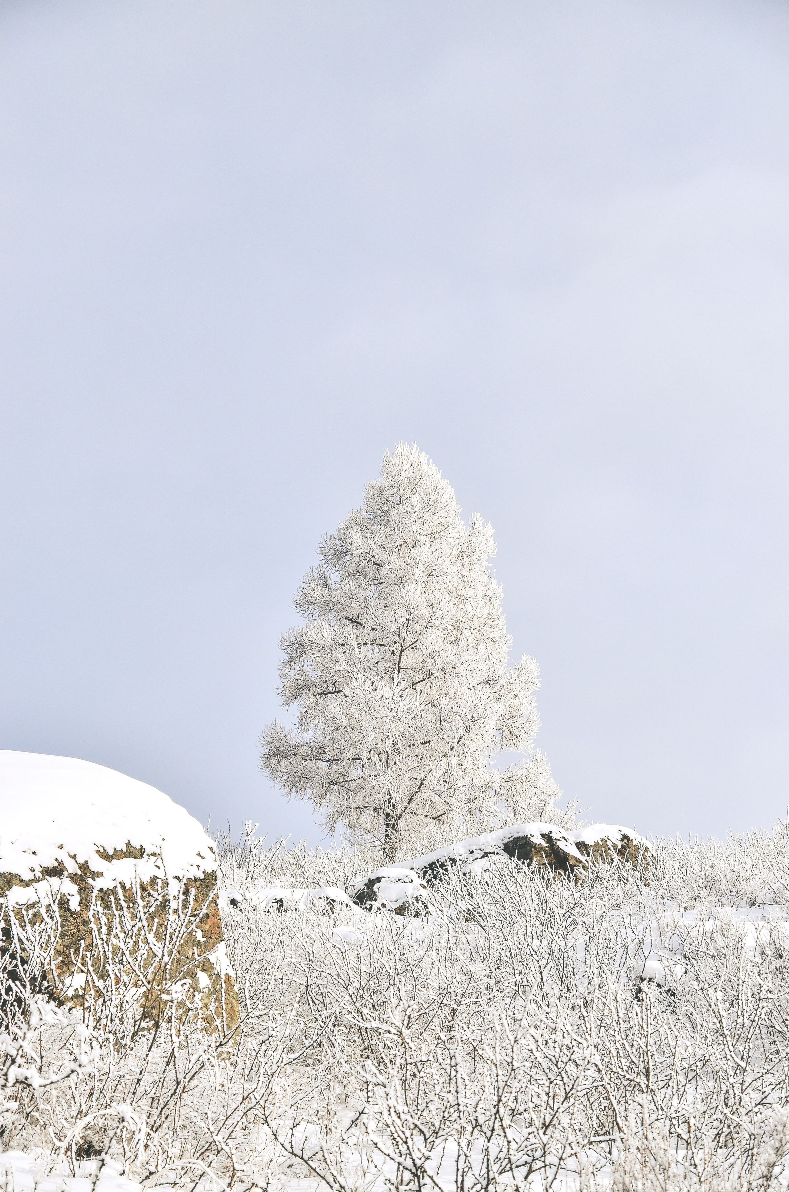 Алтай. Фотограф анималист, пейзажист, спортивные мероприятия. Новосибирск