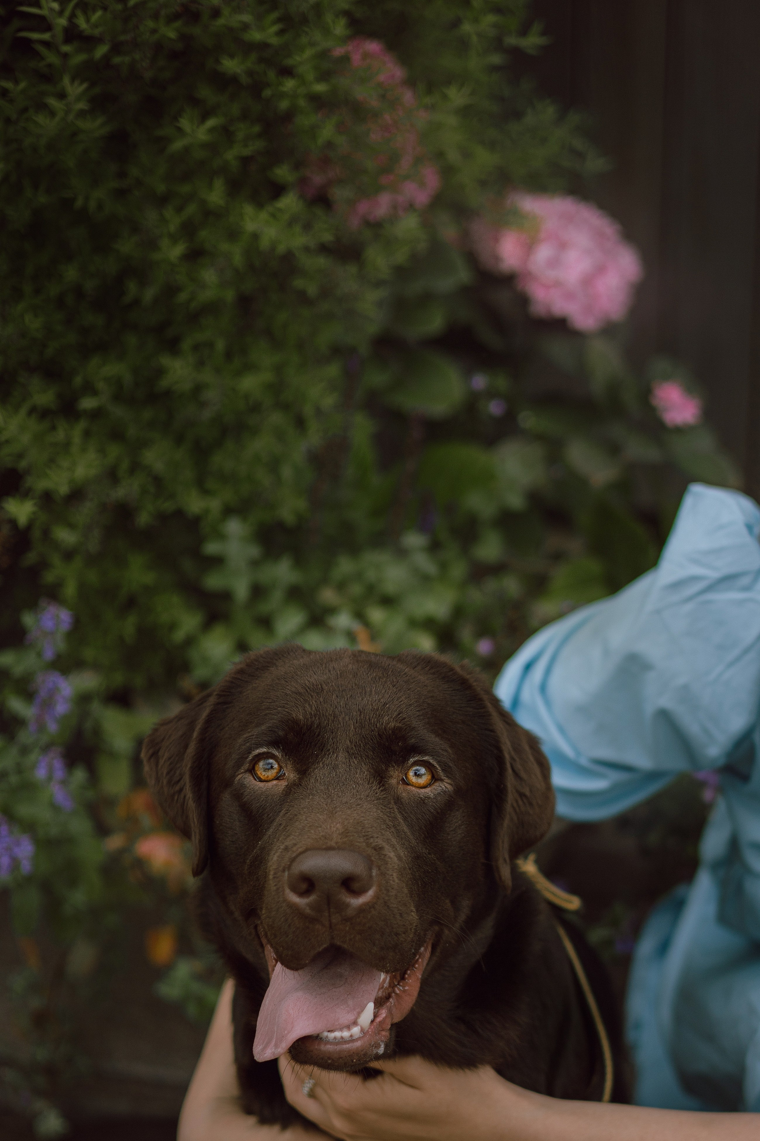 Оля и шоколадный Тимофей. Фотограф — анималист •love-story•|Санкт-Петербург