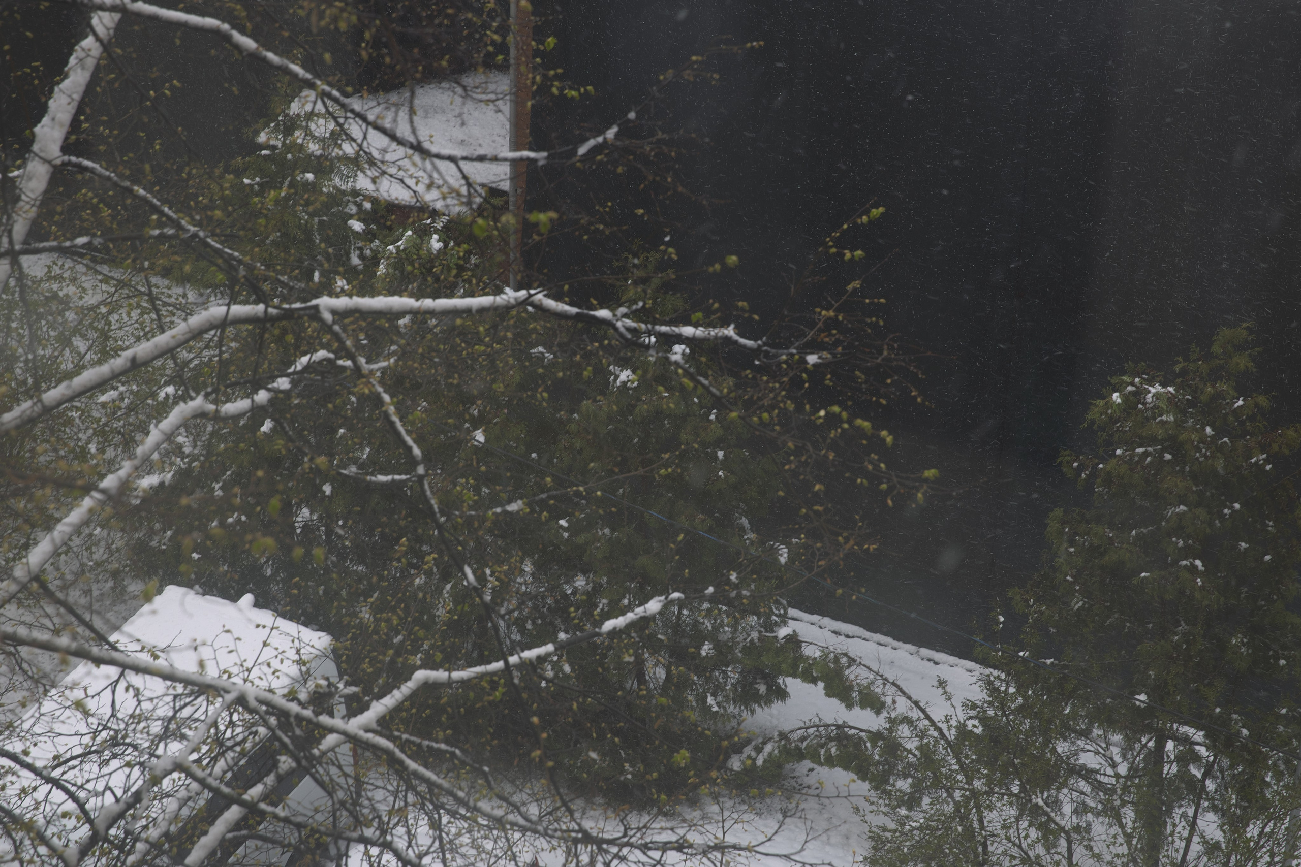 Апрельский снег ❄️. Миша Печёнкин | фотография