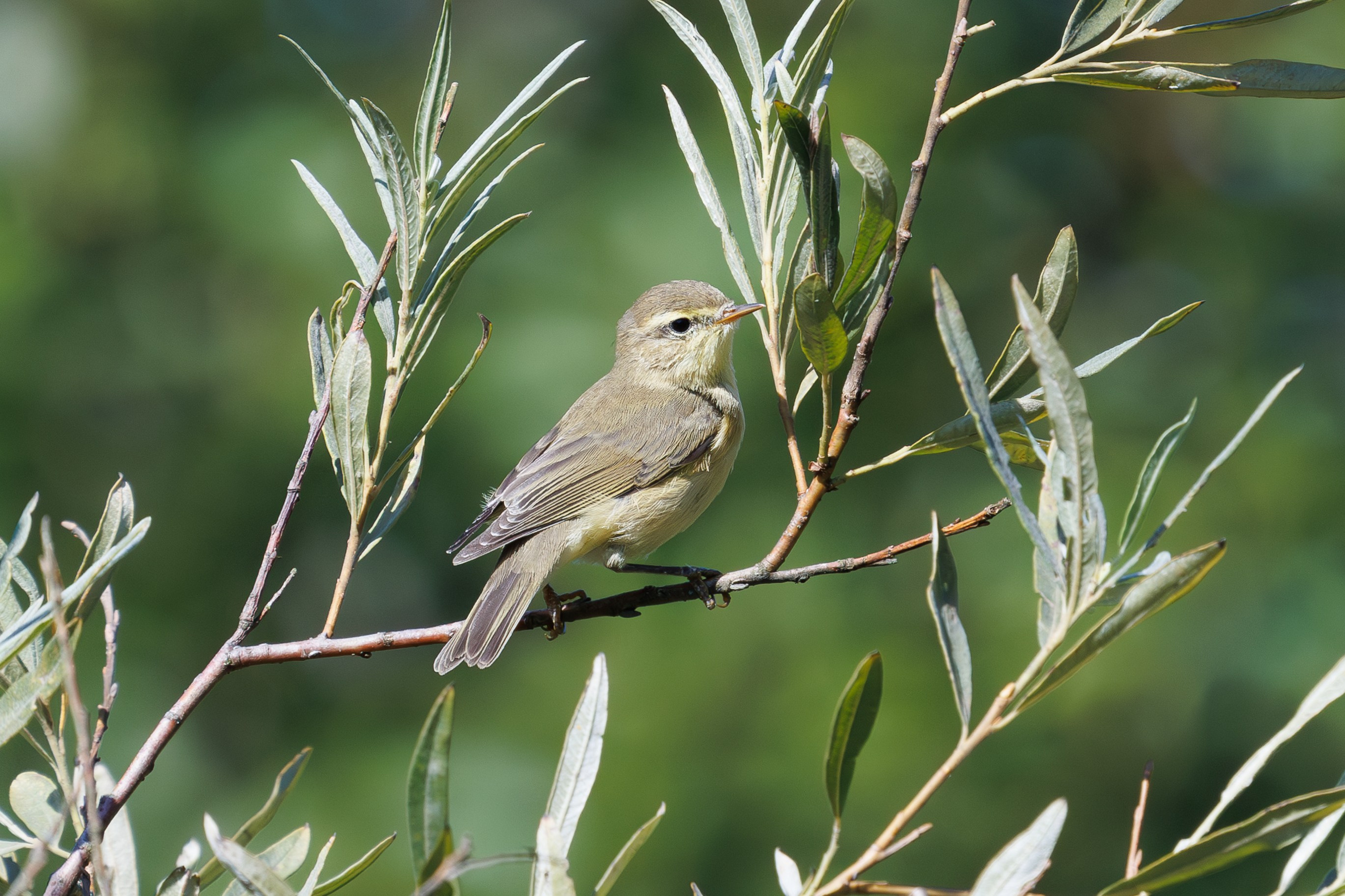 Птицы Москворецкого пойменного заказника. Птицы парков г. Люберцы