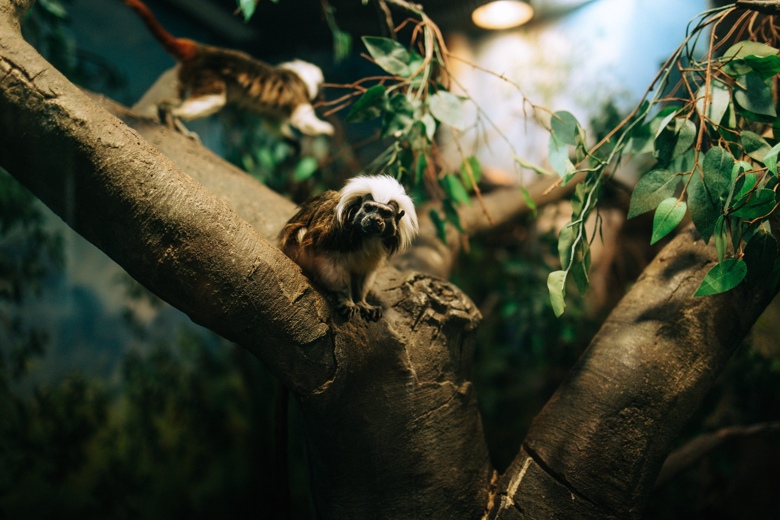 Осень, парк, экзотариум. Свадебный и семейный фотограф в Туле и области Маша Костина