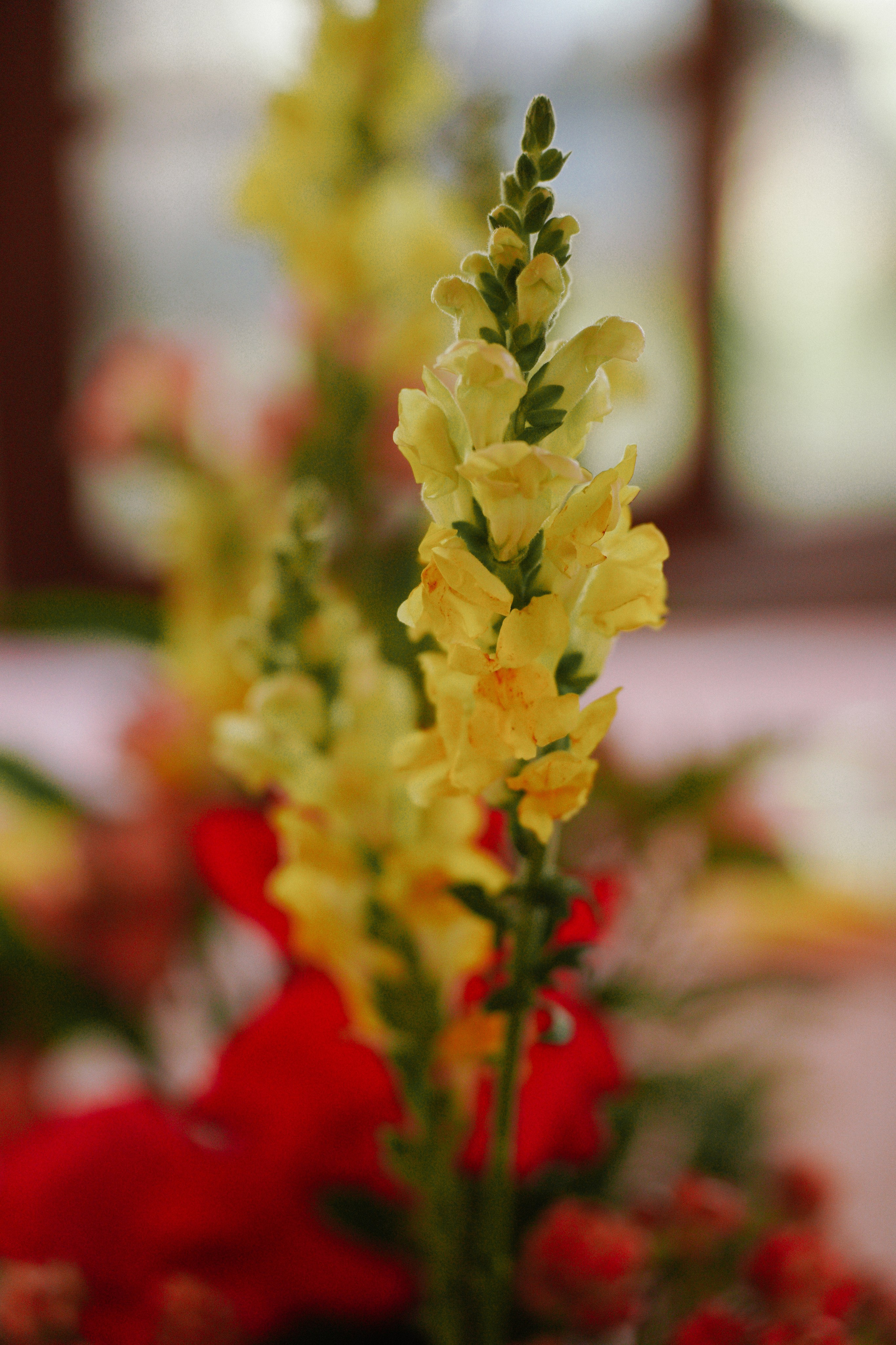 Влад и Даша. Организатор мероприятий в Абакане I Ольга Петухова