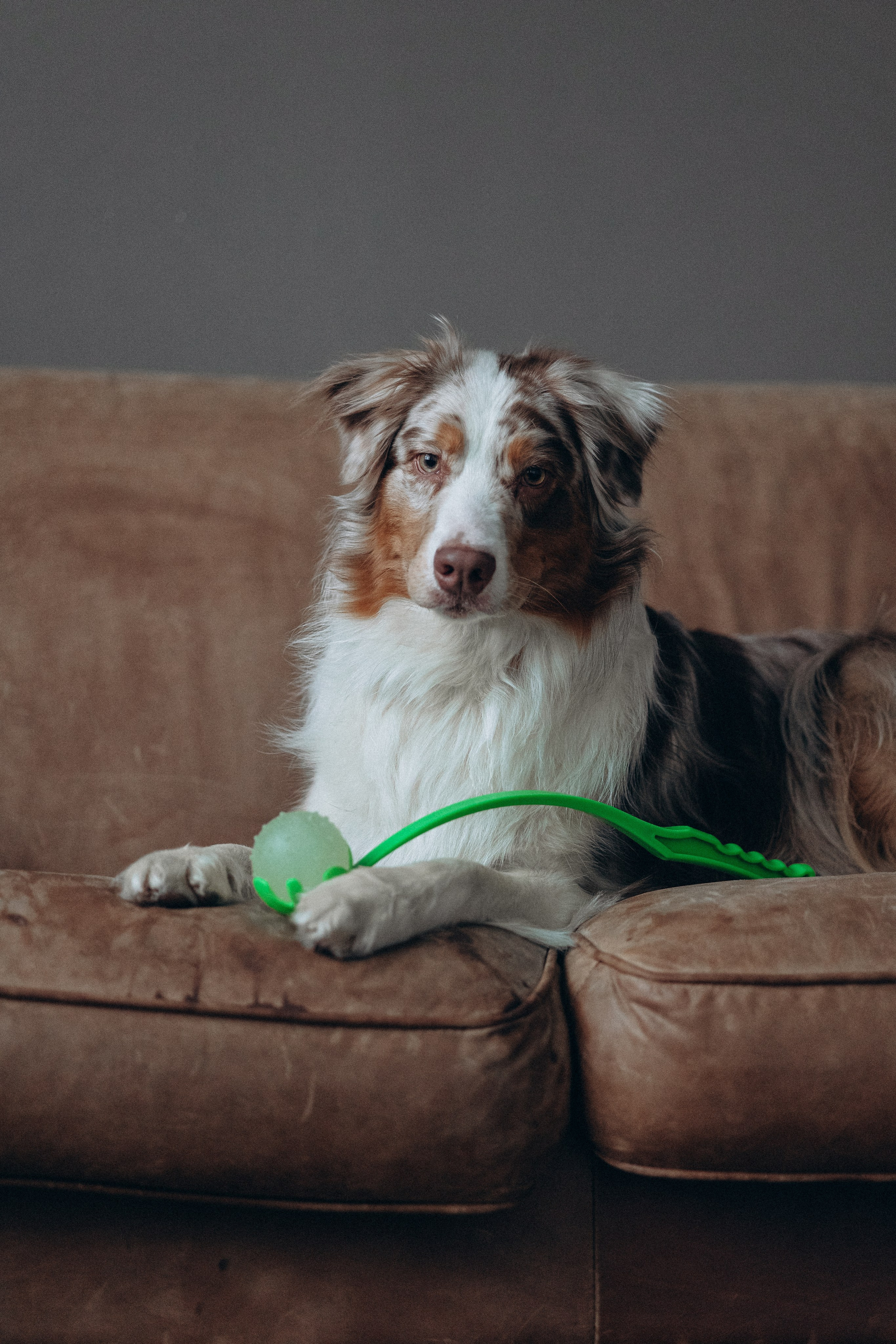 Катапульты. Фотораф — анималист Мария Шистка