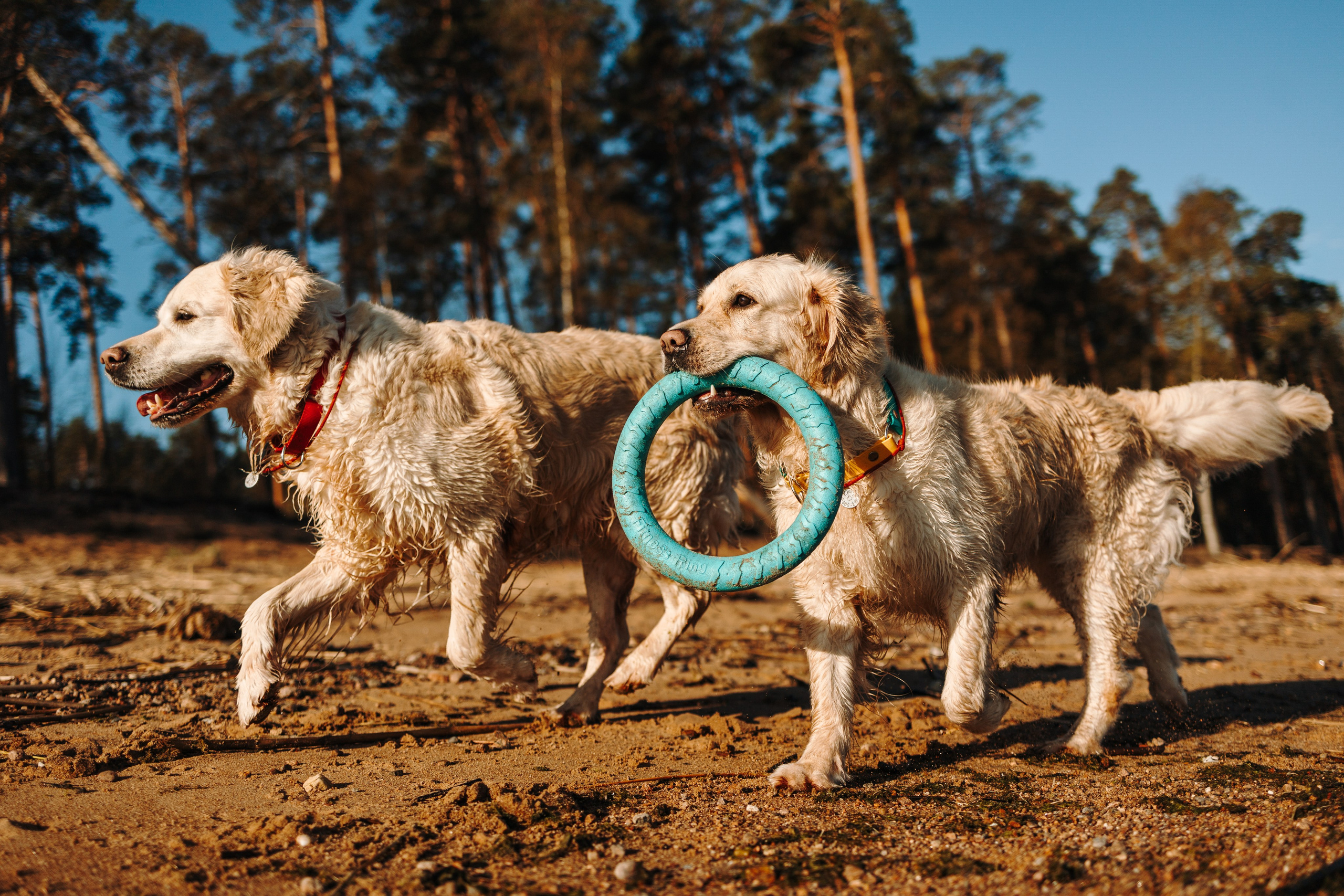 Катя и ее девочки. Фотограф — Анималист | Санкт-Петербург