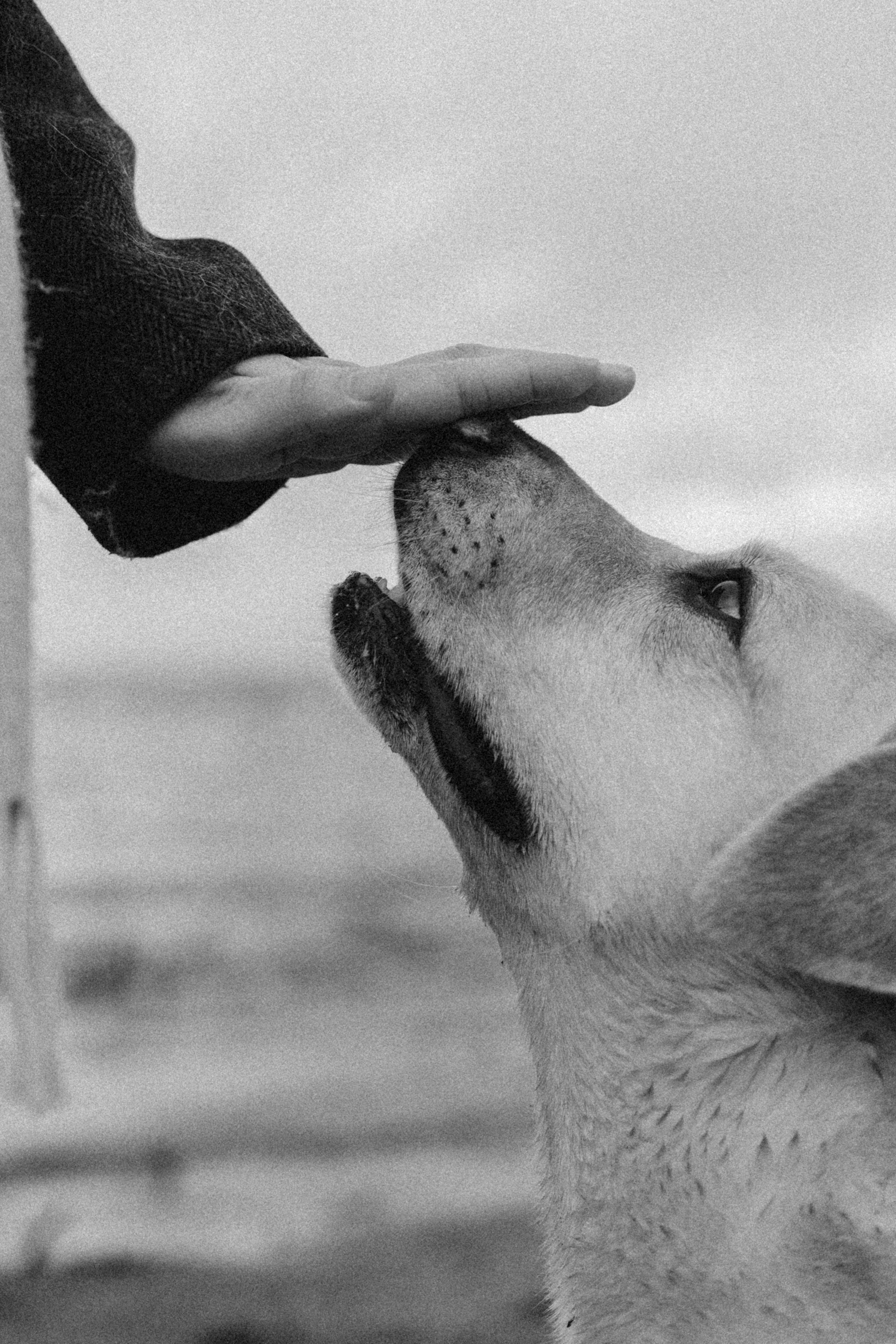 Ирина и Бася. Фотограф — Анималист | Санкт-Петербург