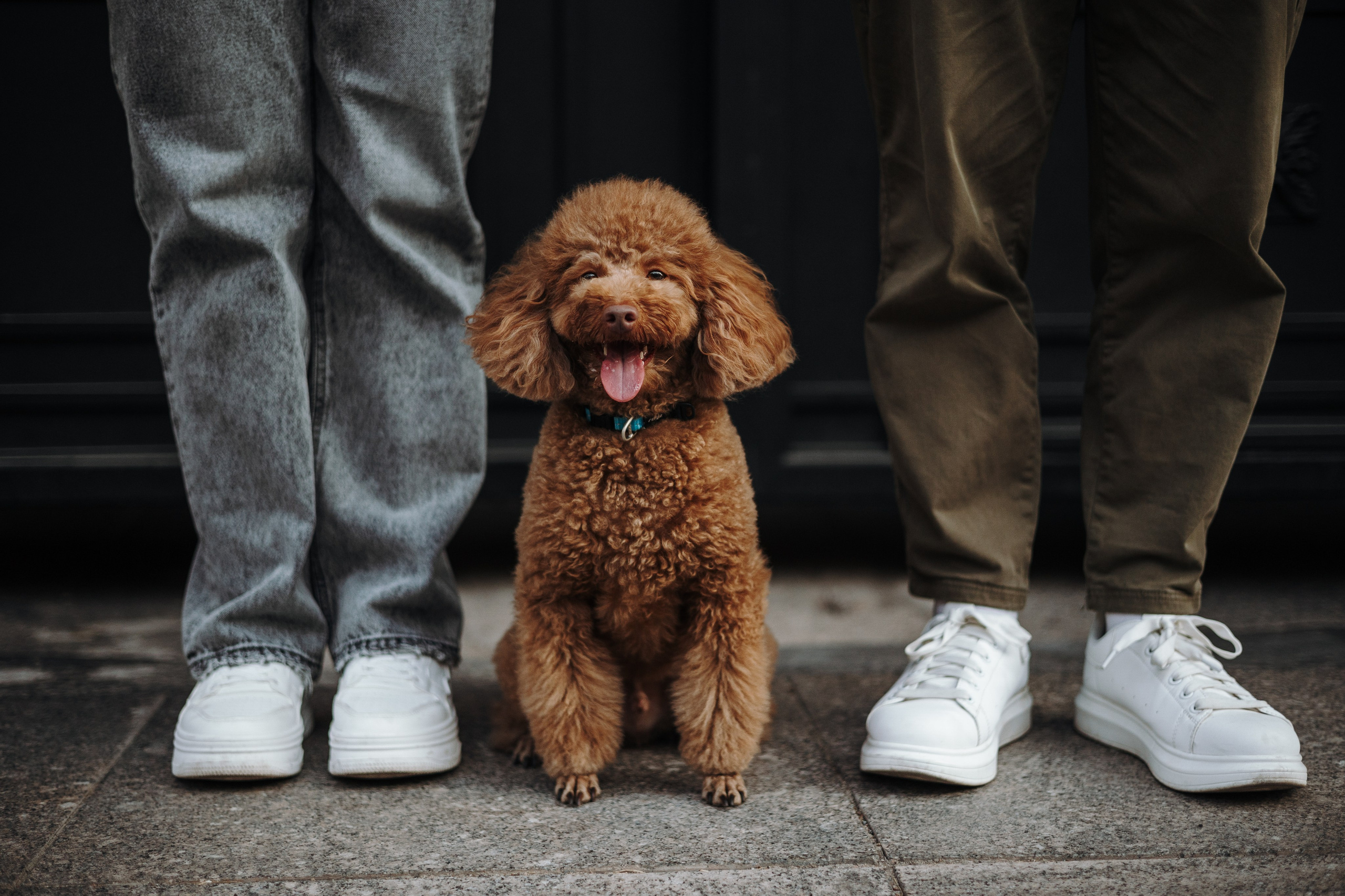 Барни и его семья. Фотограф — Анималист | Санкт-Петербург