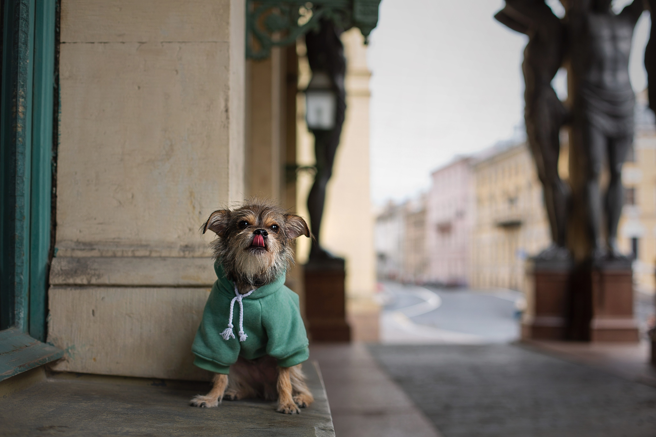 Фотосессия питомца. Душевный фотограф в Санкт-Петербурге. Свадебные и семейные фотосессии
