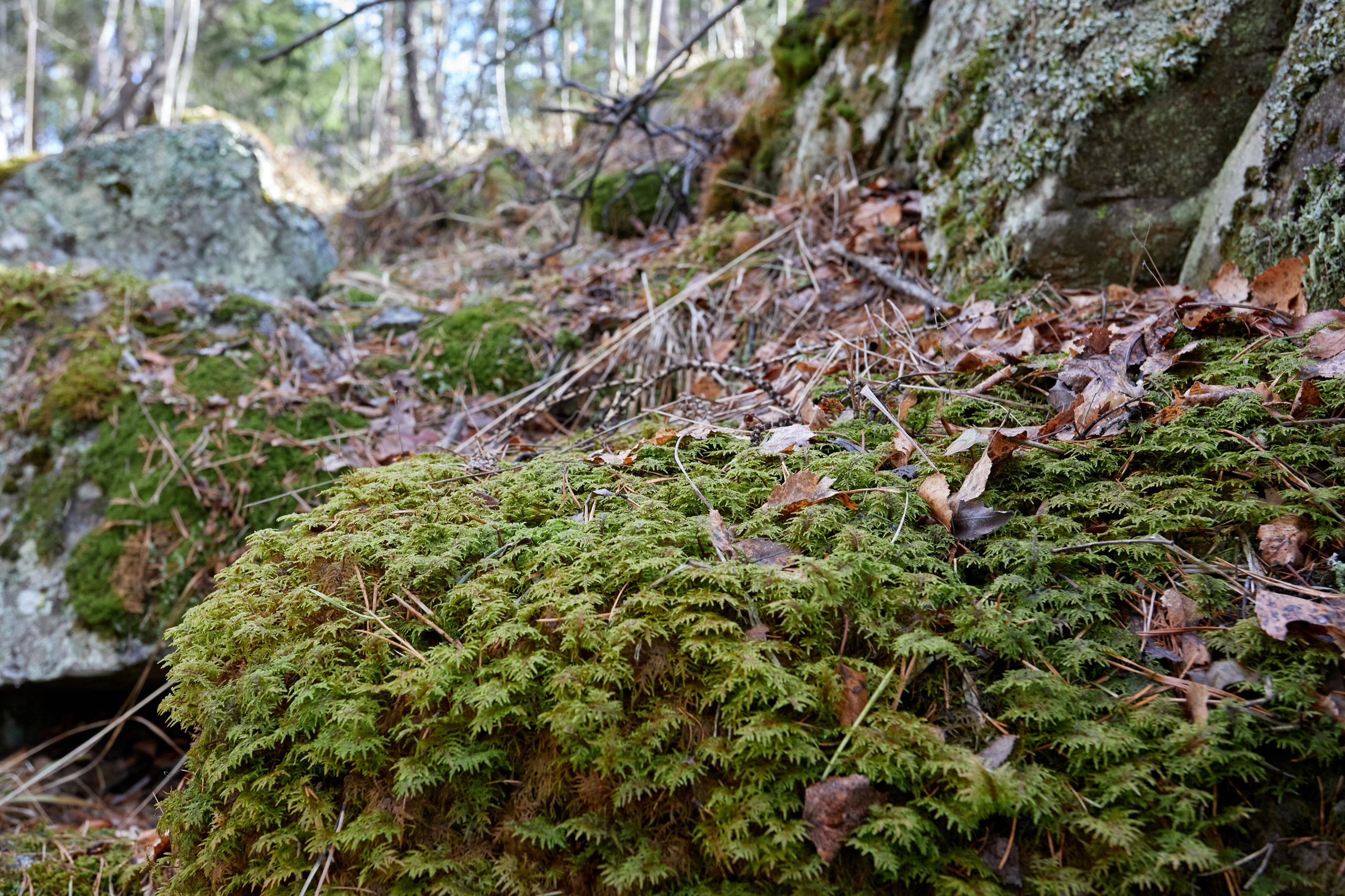 Гора Азов. Фотограф из Екатеринбурга Игорь Тихомиров. Пейзажное фото и фотосессии