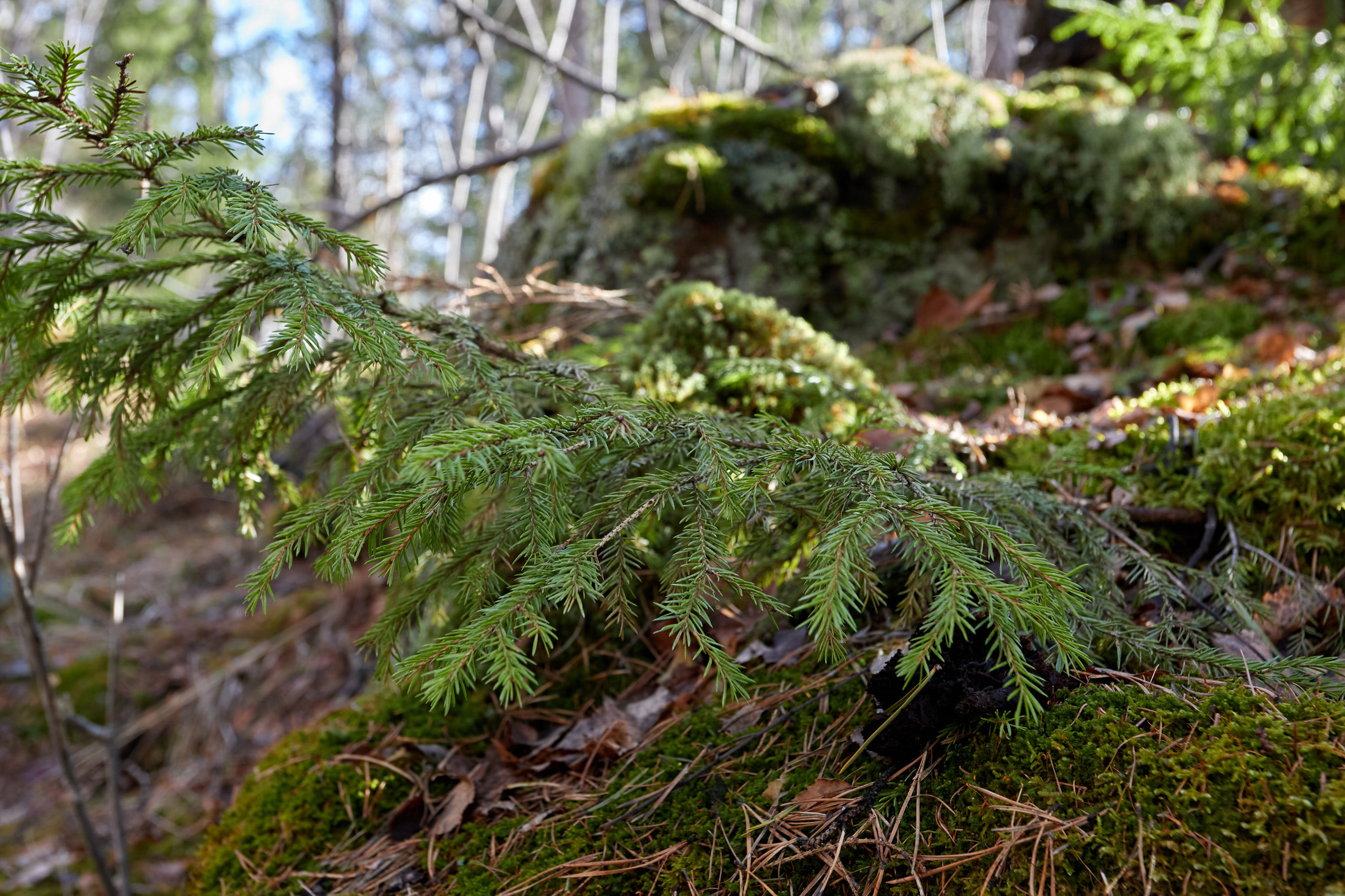Гора Азов. Фотограф из Екатеринбурга Игорь Тихомиров. Пейзажное фото и фотосессии