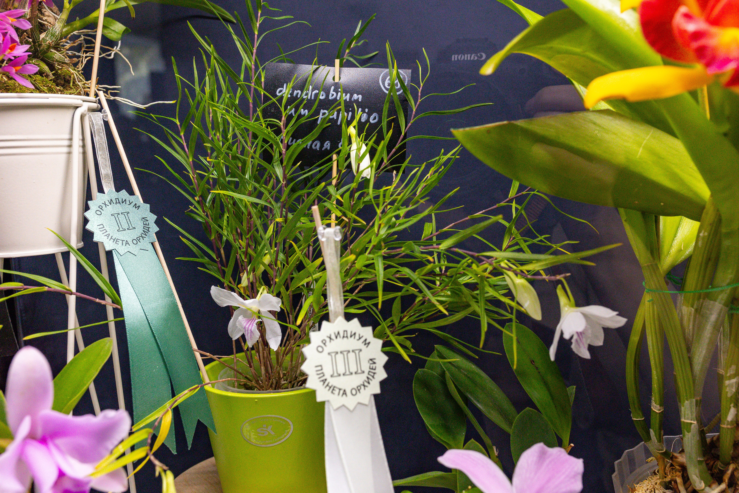 Орхидиум сентябрь 2025. Александра Куликова фотограф, Москва