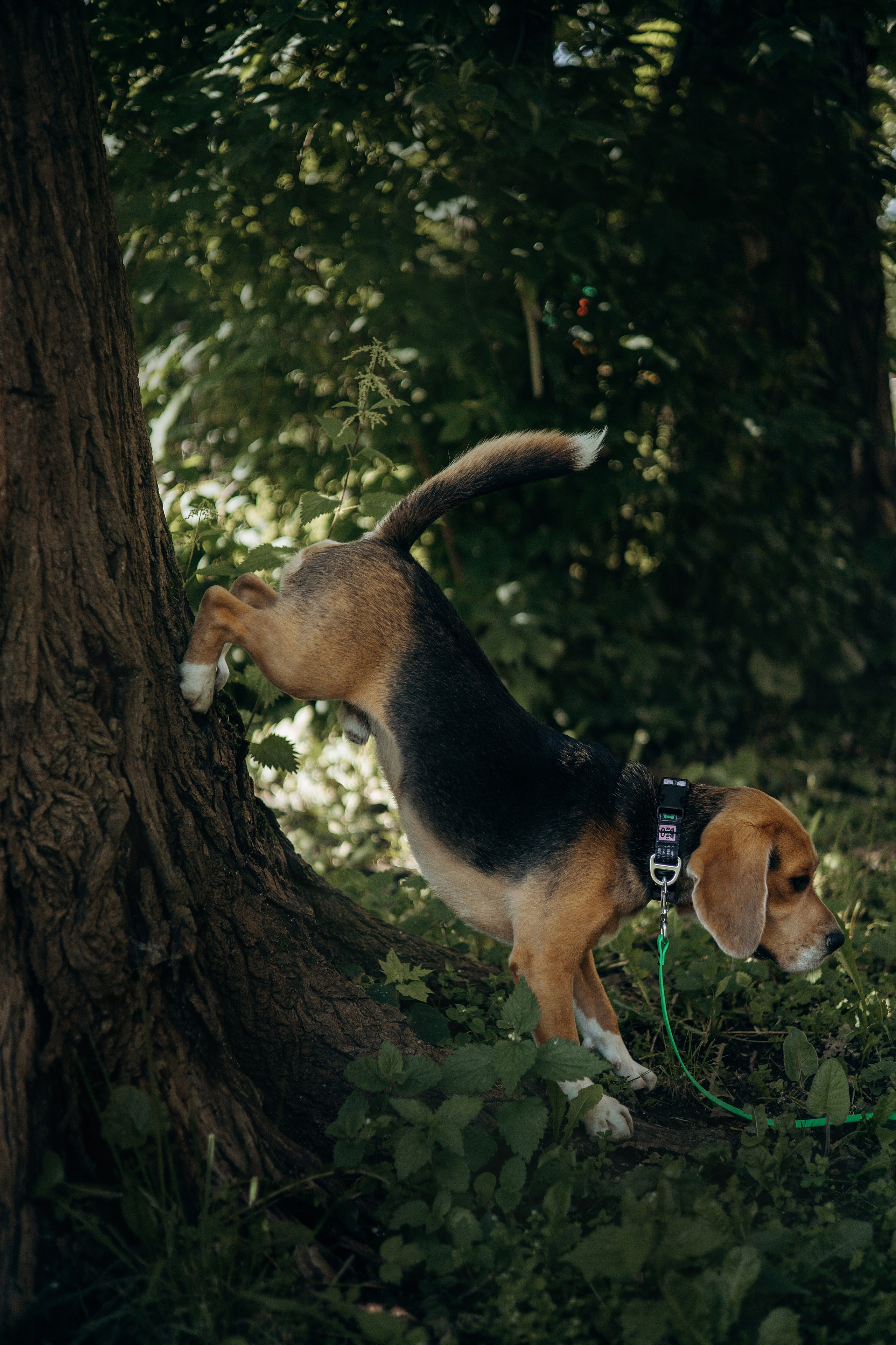 Оуджи и Катя. Фотограф — анималист •love-story•|Санкт-Петербург