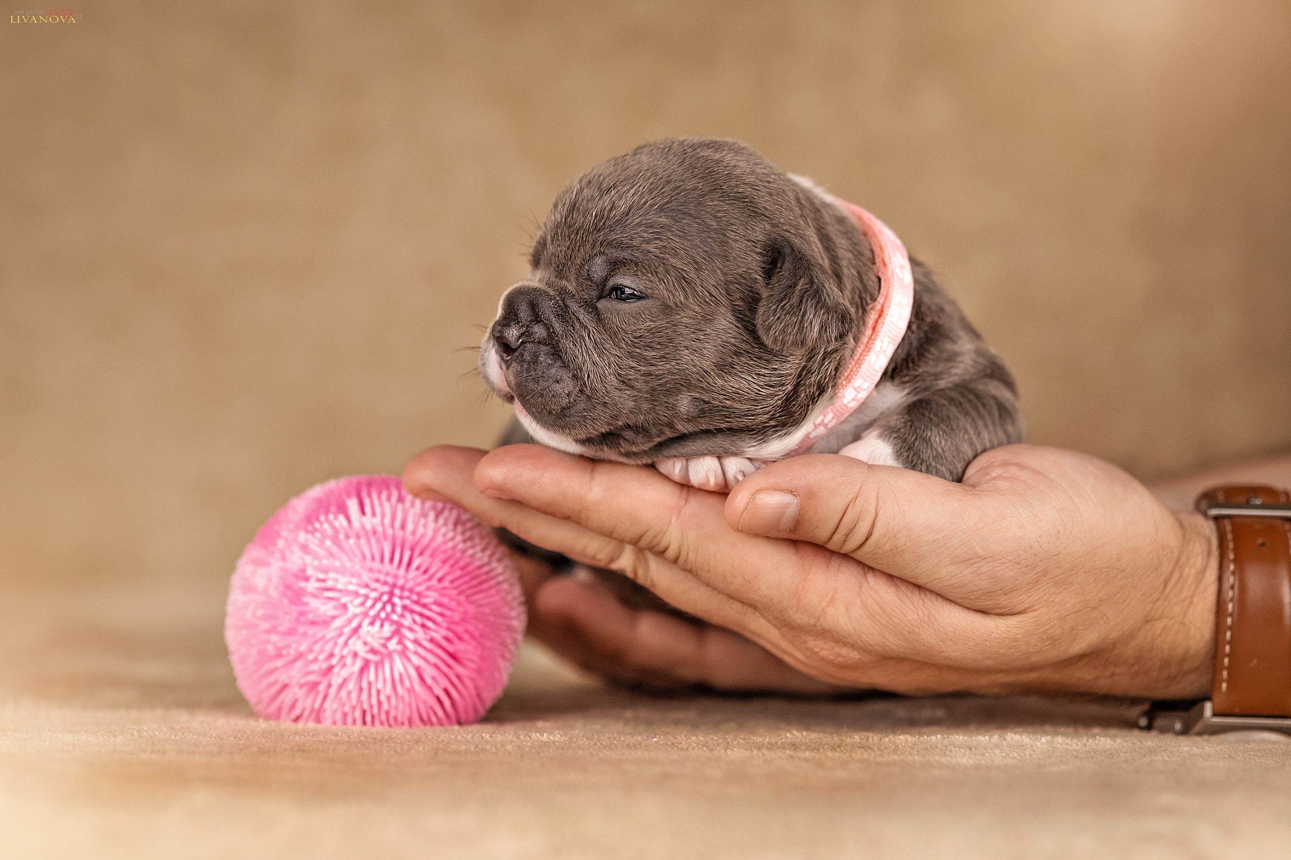 Амбулли. Фотограф анималист Аня Ливанова | Рыбинск