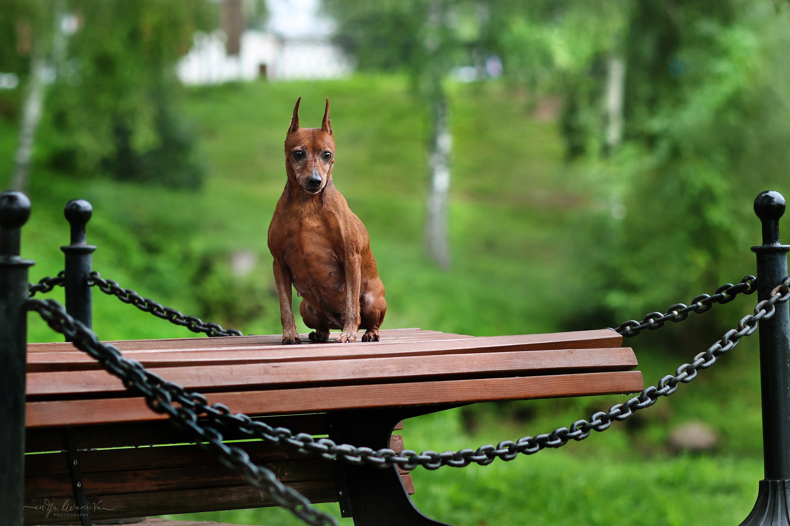 Ляля и Марфа. Фотограф анималист Аня Ливанова | Рыбинск
