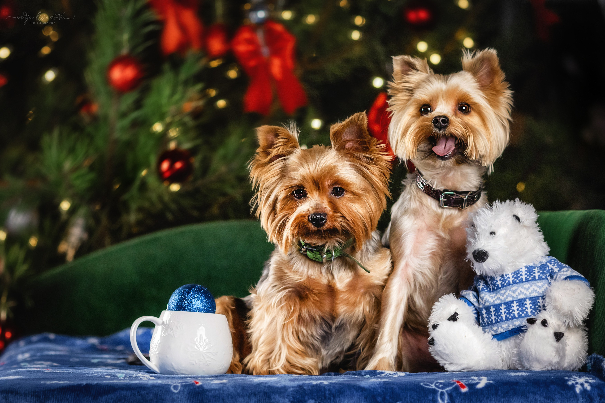 Новогодняя атмосфера в «Simply the Best». Фотограф анималист Аня Ливанова | Рыбинск