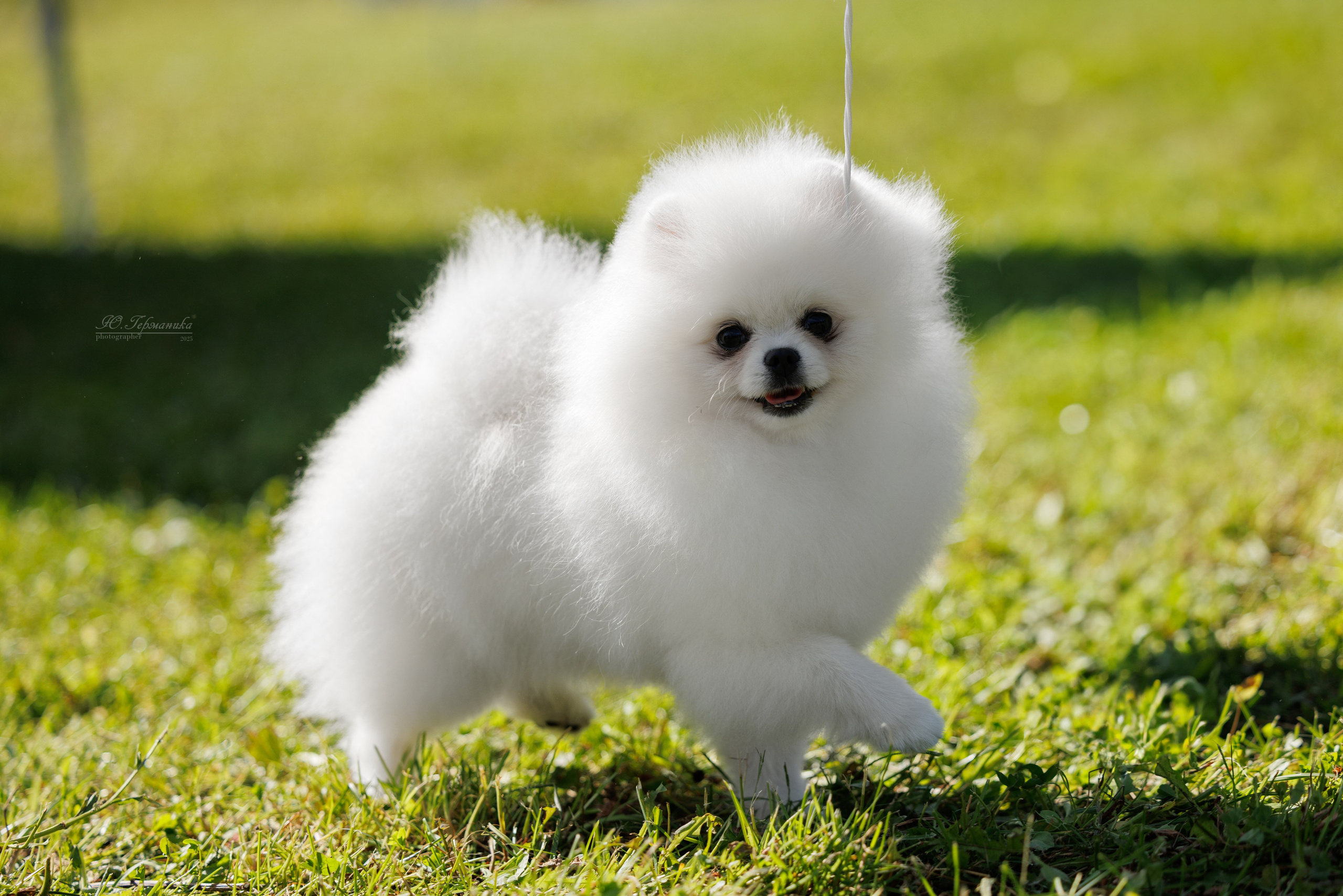 Зеленоград 13.09.2025. Фотограф-анималист Юлия Германика