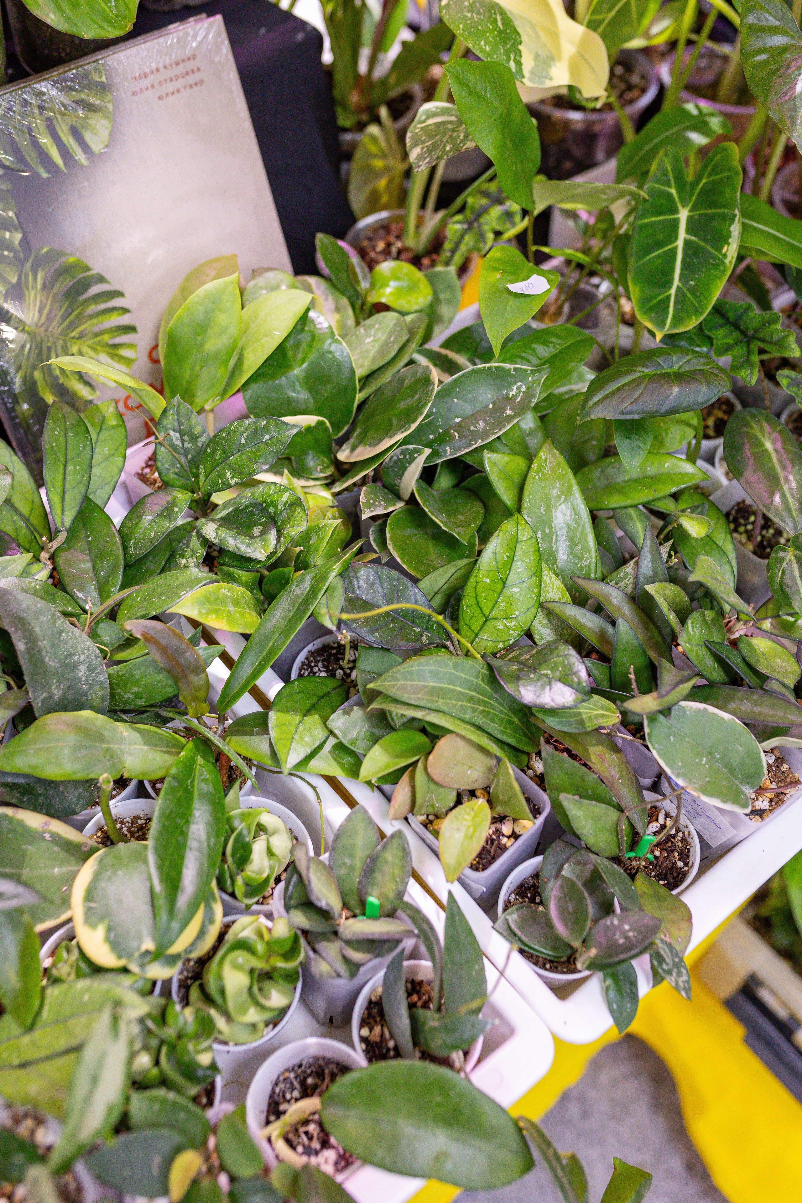 Орхидиум 12.2025. Александра Куликова фотограф, Москва