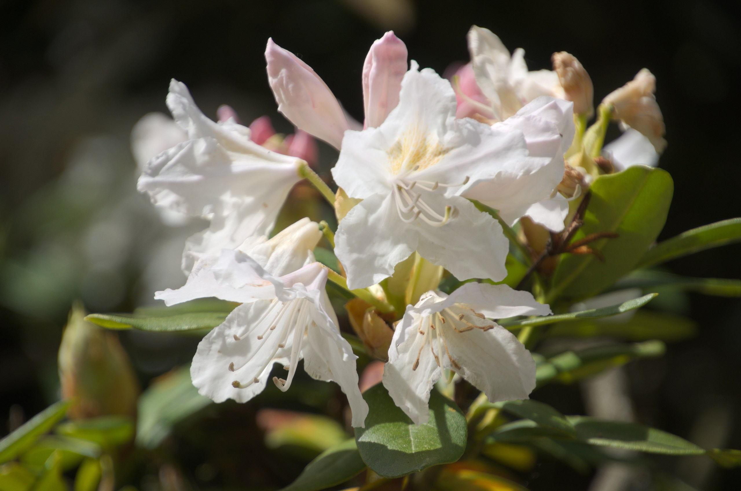 Чехия | 06-09.05.2017. Галерея Фантим