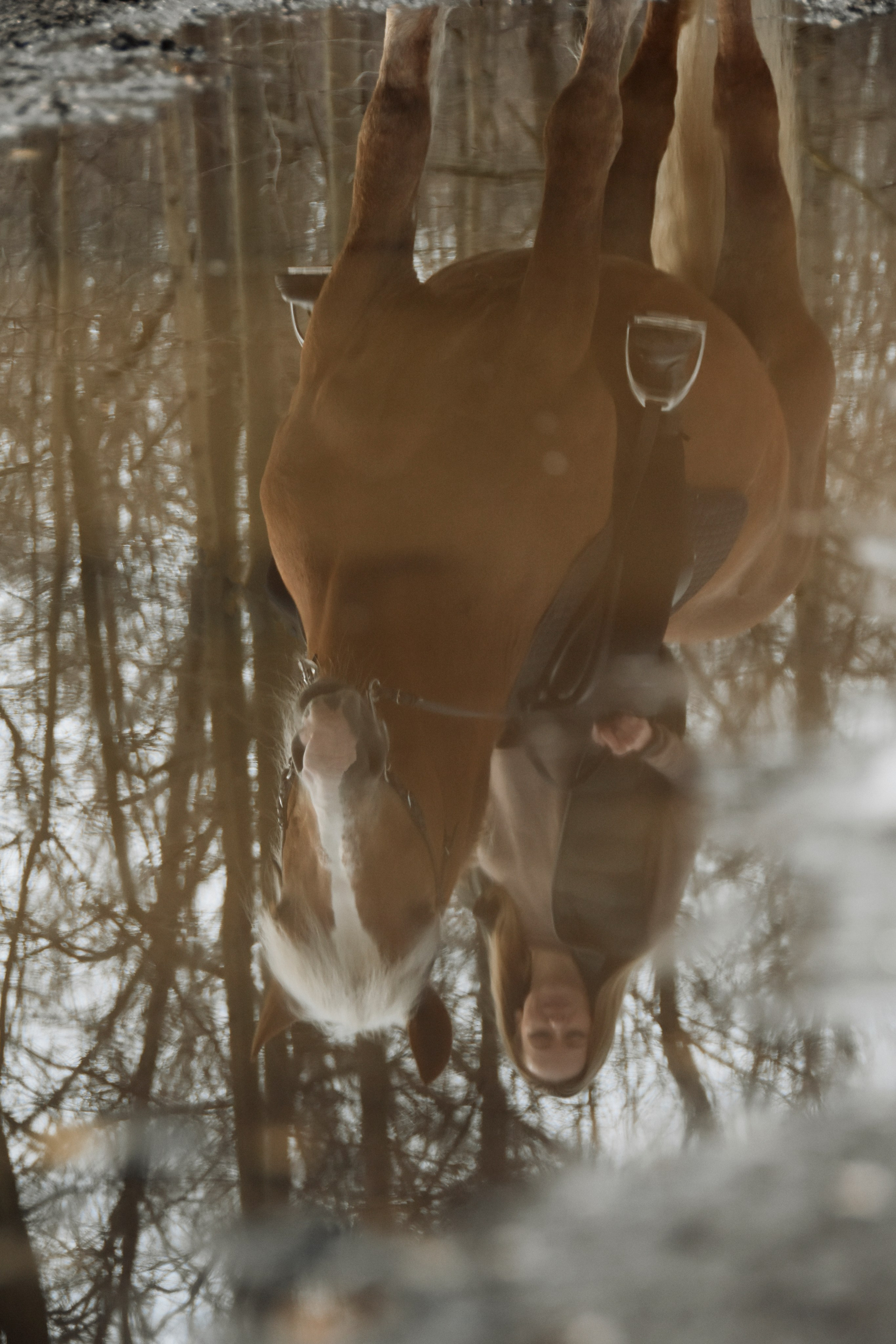 Юля и Проспект. Конный фотограф Москва
