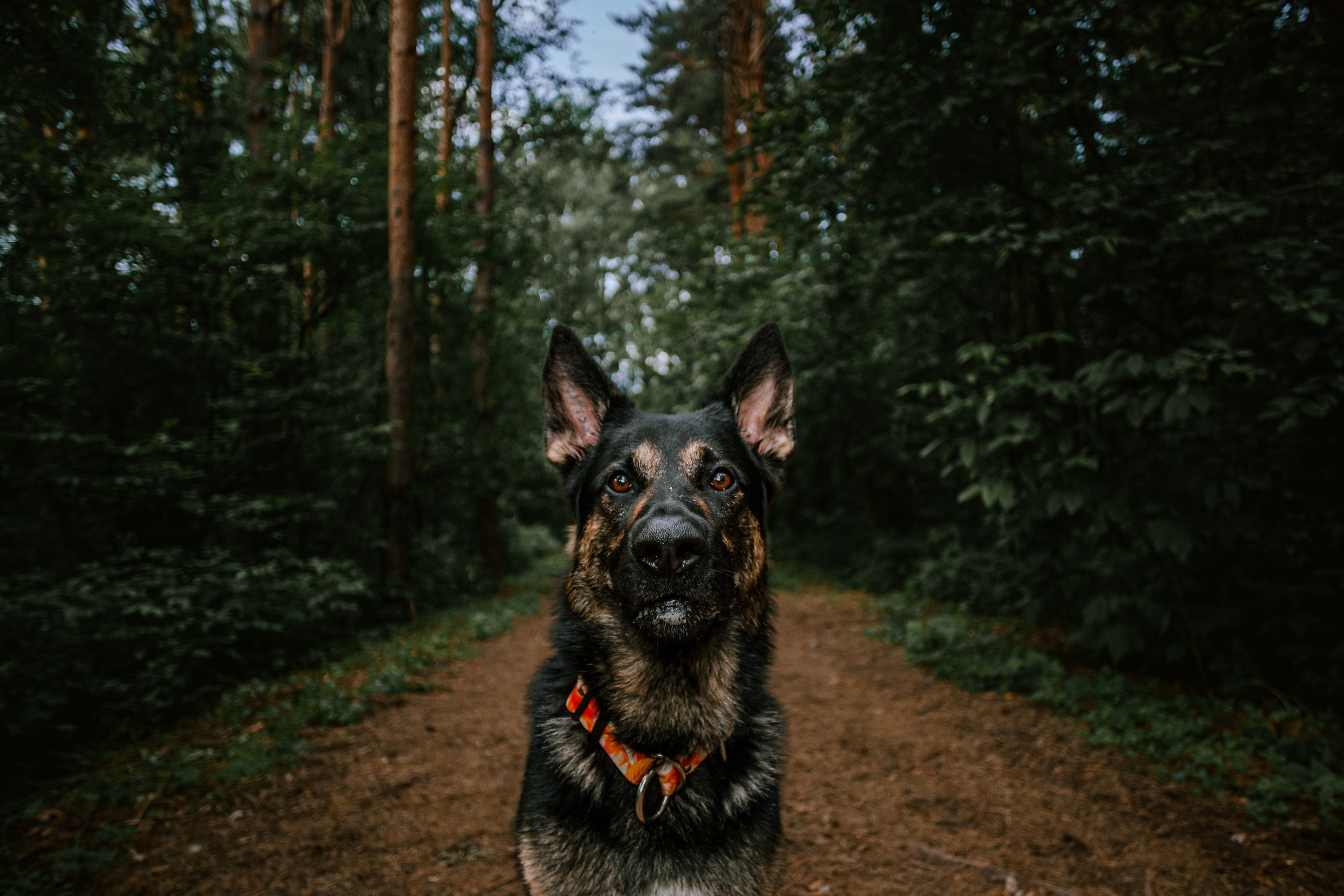 Лесная летняя фотопрогулка. Фотограф-анималист Татьяна Степанова