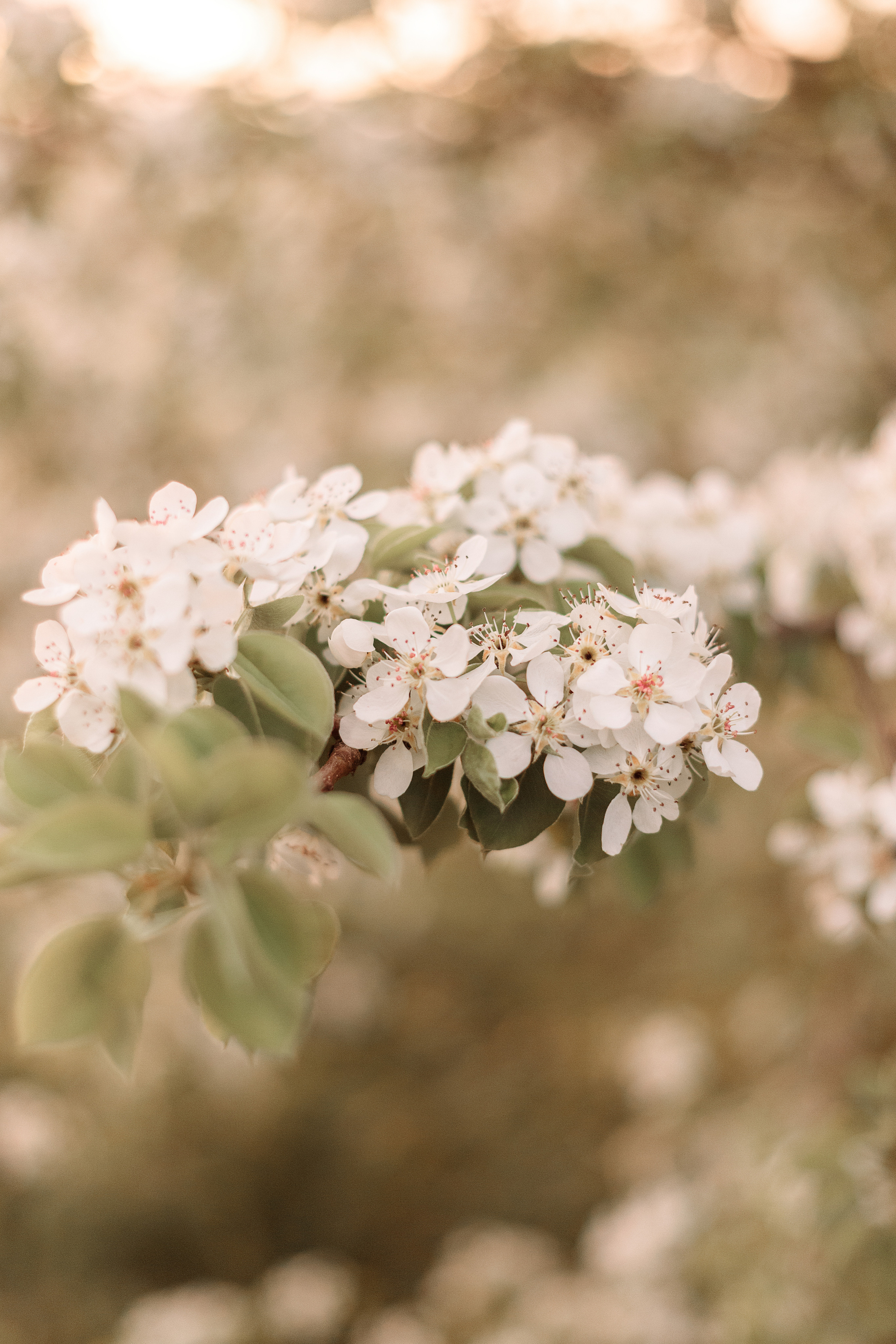 Вика. Фотограф Елена Каверина | Белгород — Короча |