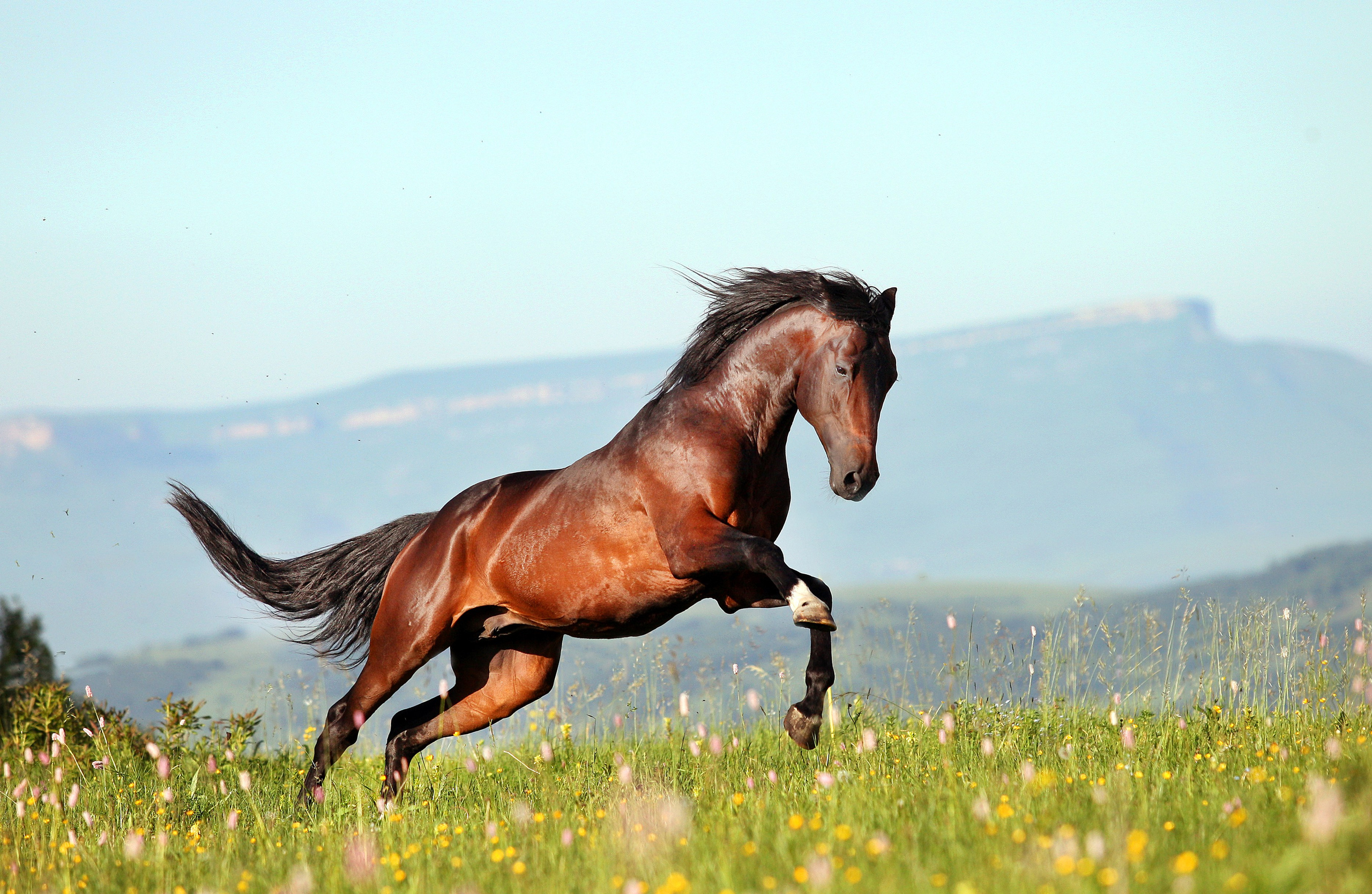 Лошади. Фотограф-анималист Юлия Удовенко