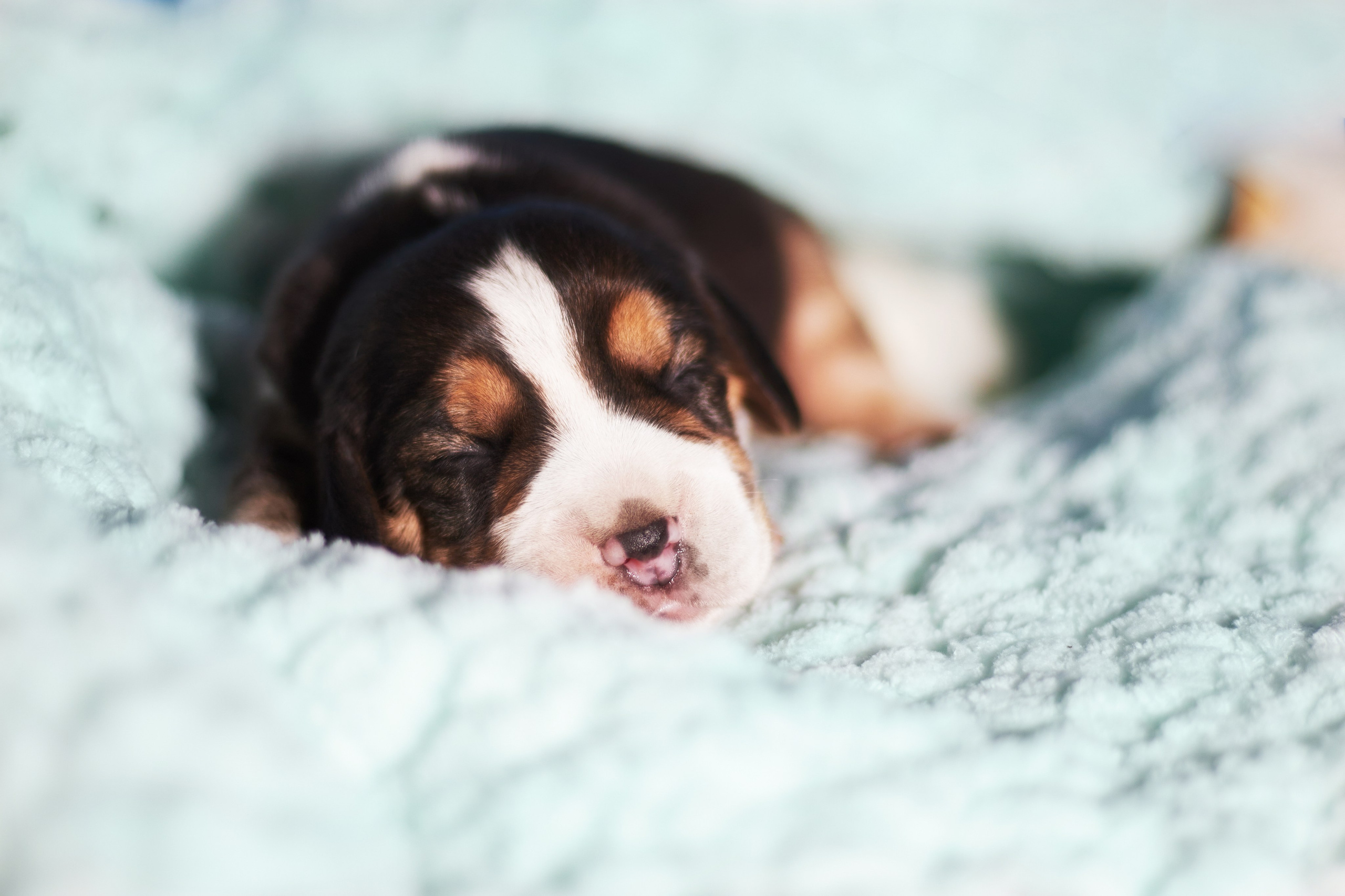 Фотосессия щенков от 7-и дней в стиле ньюборн. Фотограф анималист — Тула, Москва