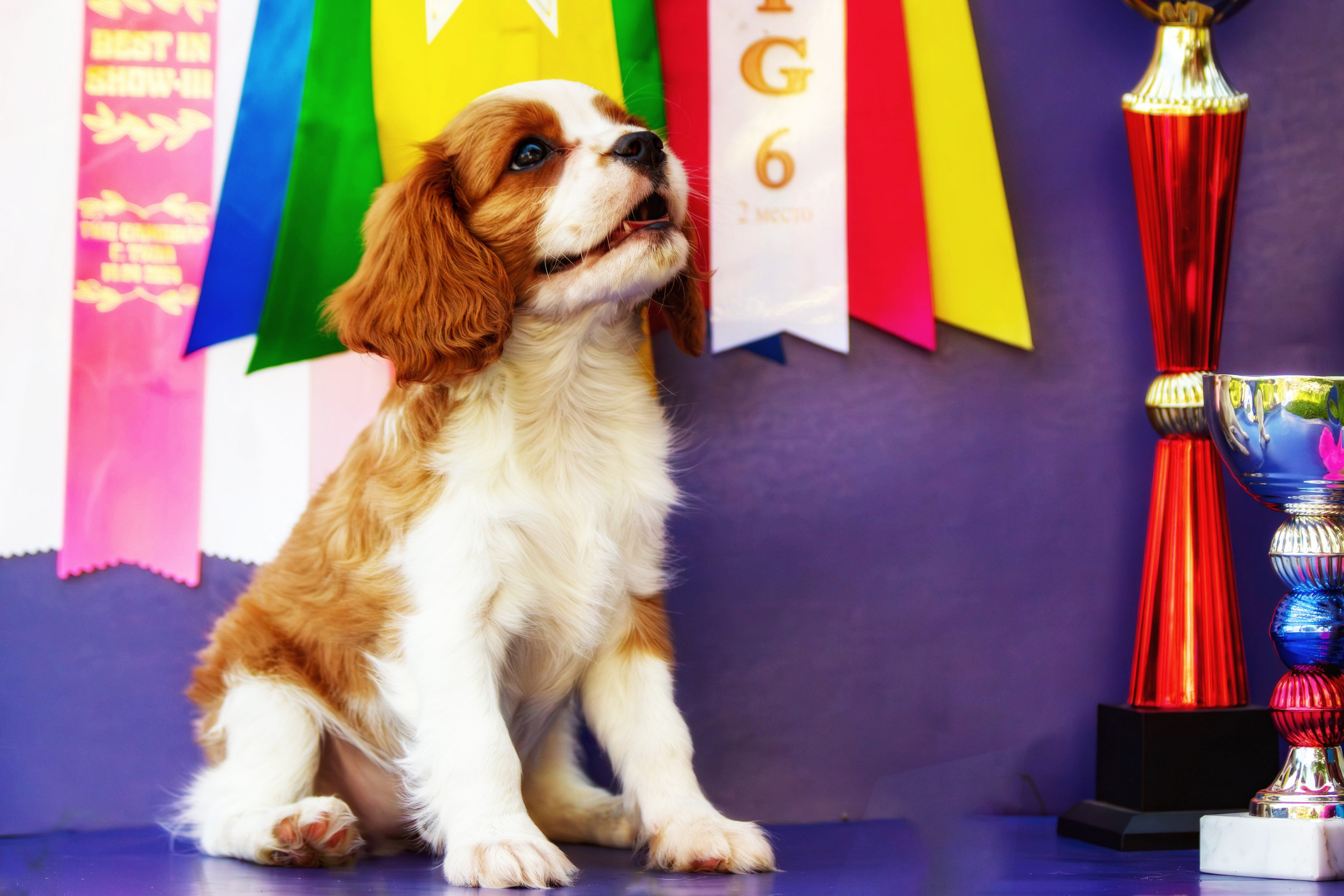 Фотосессия щенков от 7-и дней в стиле ньюборн. Фотограф анималист — Тула, Москва