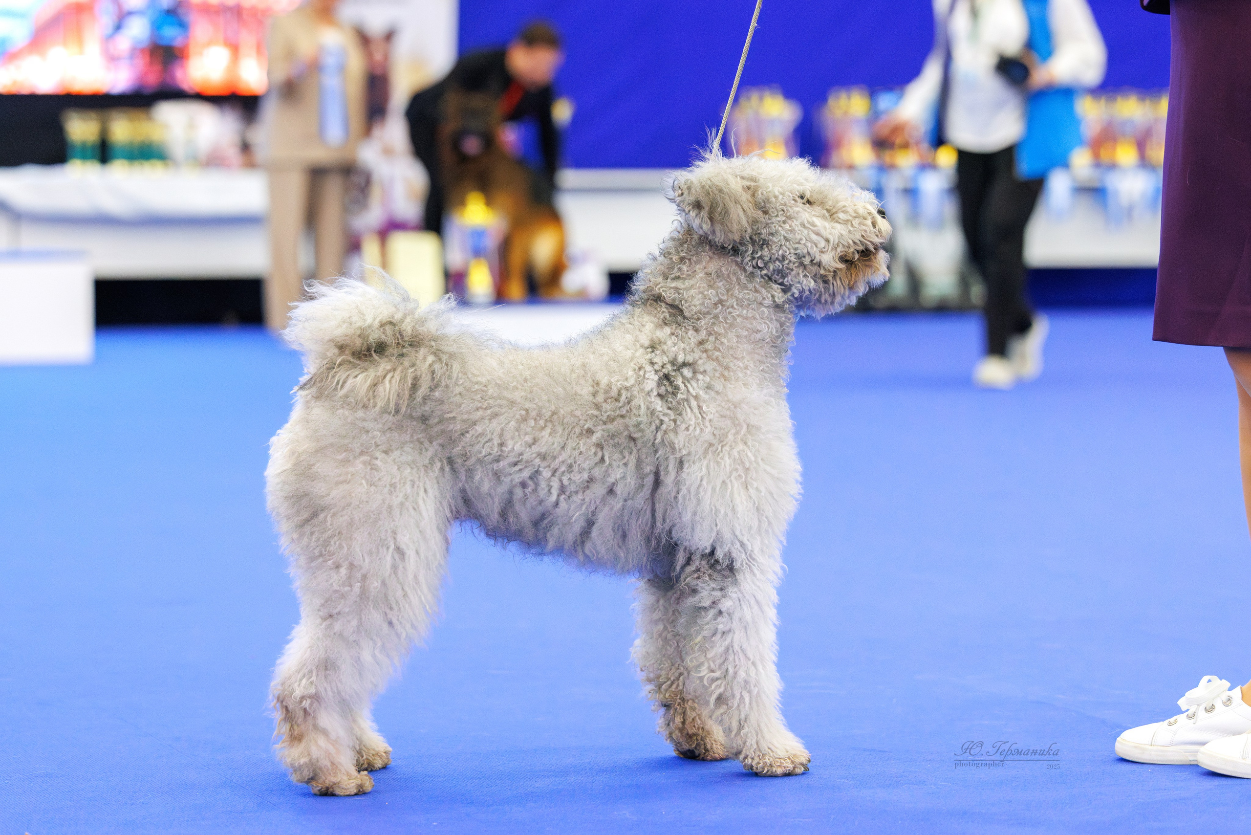 Питер 12-13.12.2025. Фотограф-анималист Юлия Германика