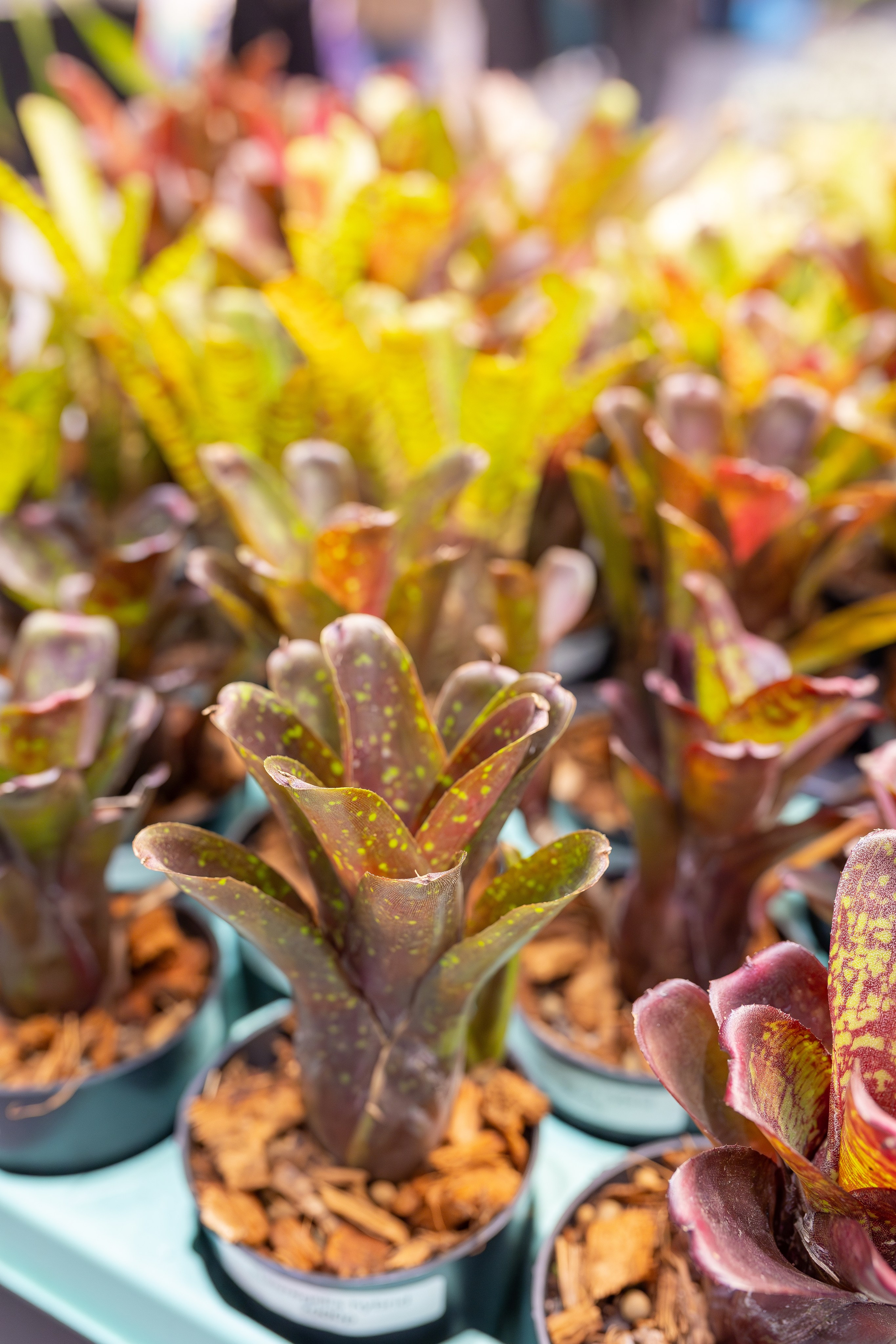 Монстериум апрель 2026. Александра Куликова фотограф, Москва